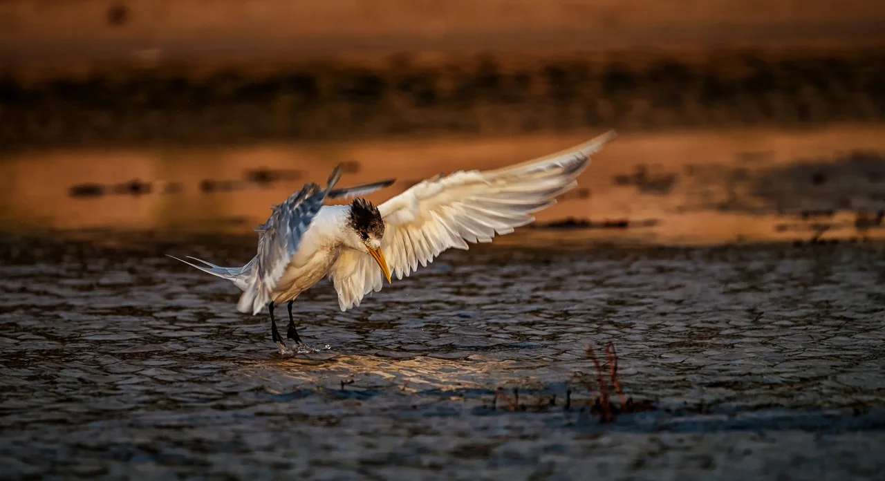 Mandurah Wildlife Photography