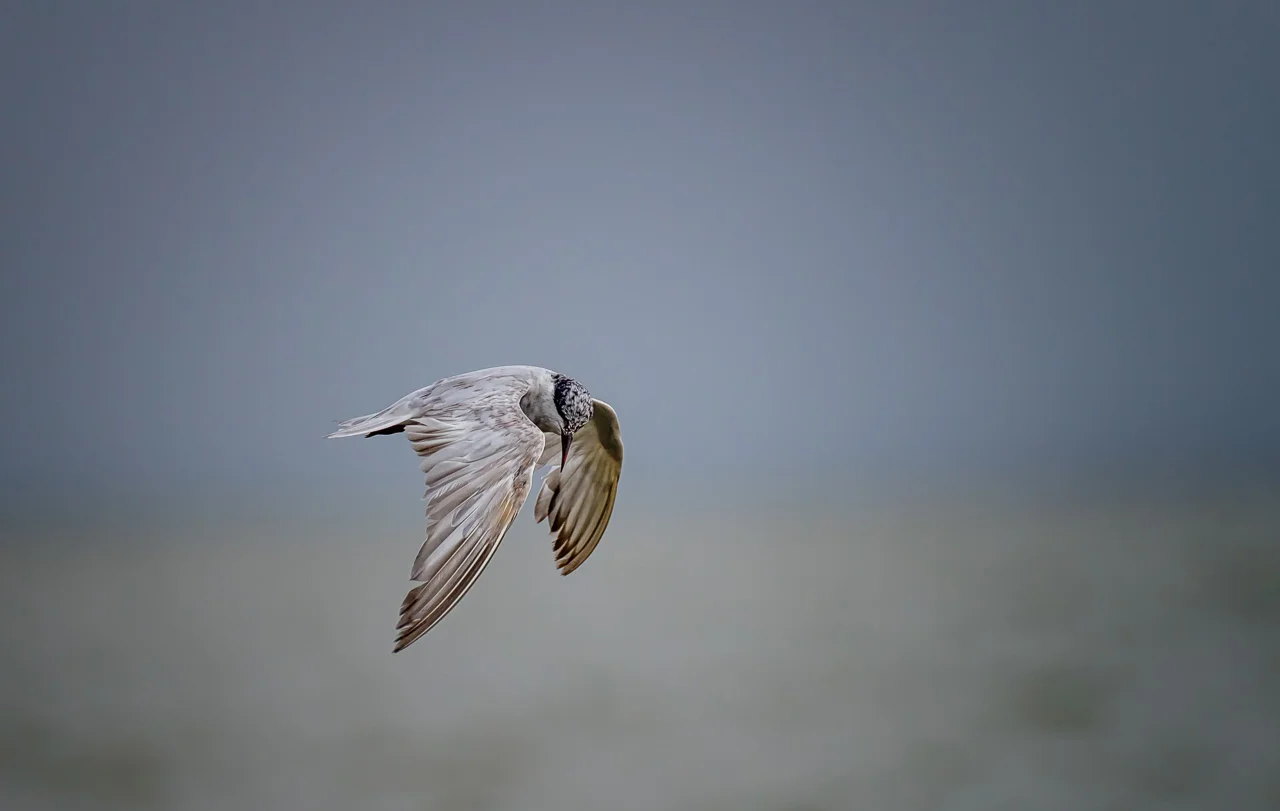 Fairy Tern Peel Estuary