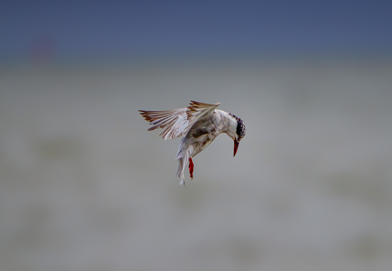 Fairy Tern
