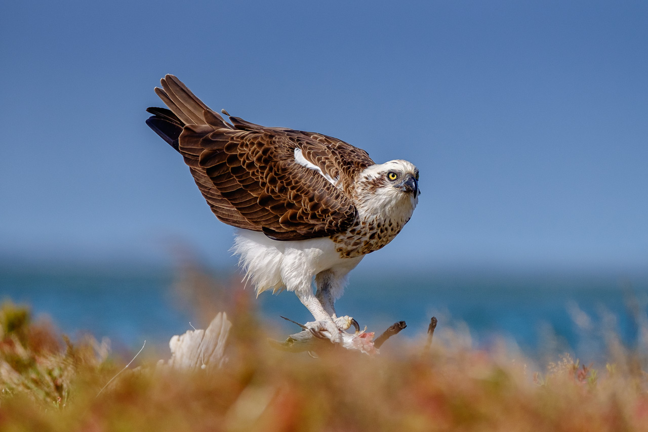 Osprey Mandurah
