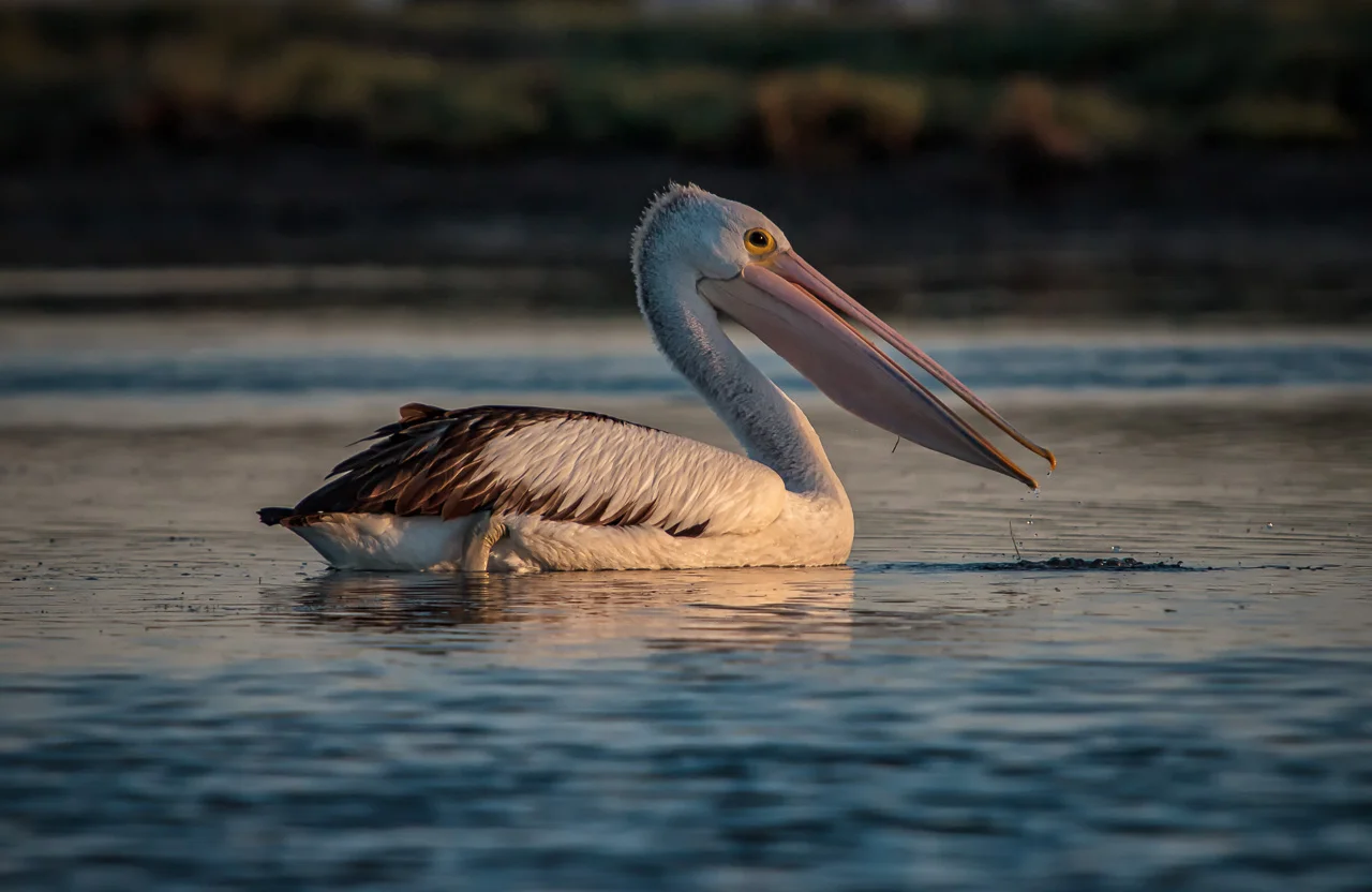 Pelican Peel Estuary