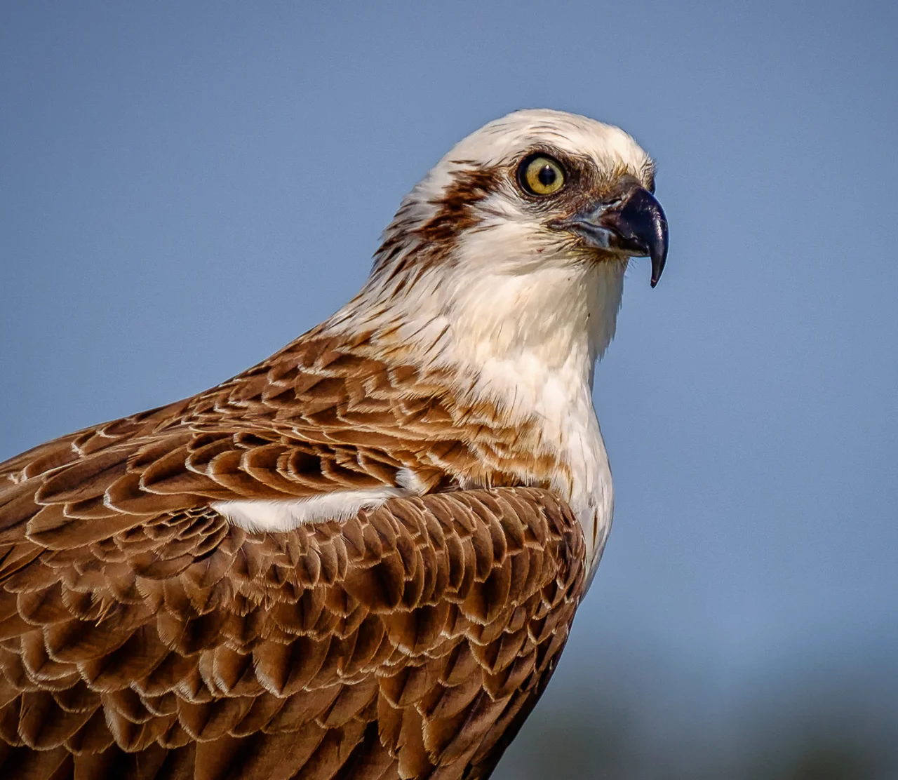 Osprey Peel Estuary