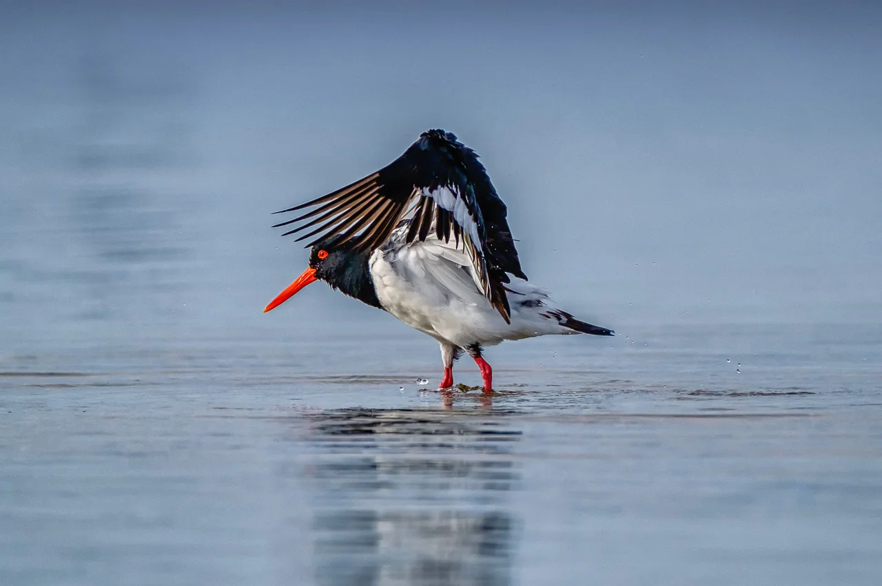 Pied Oyster Catcher