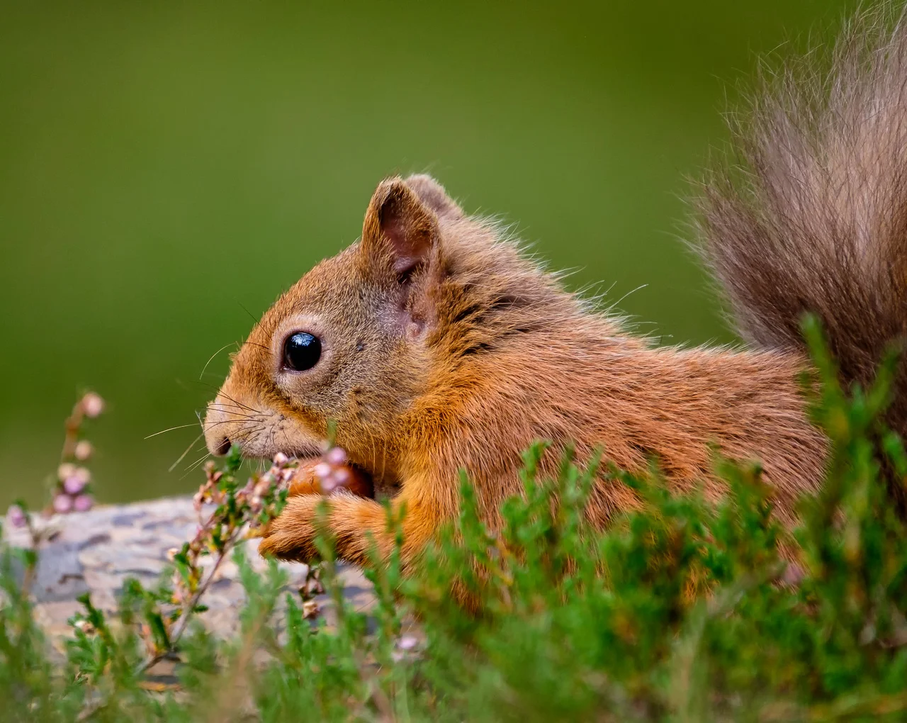 Red Squirrel Scotland