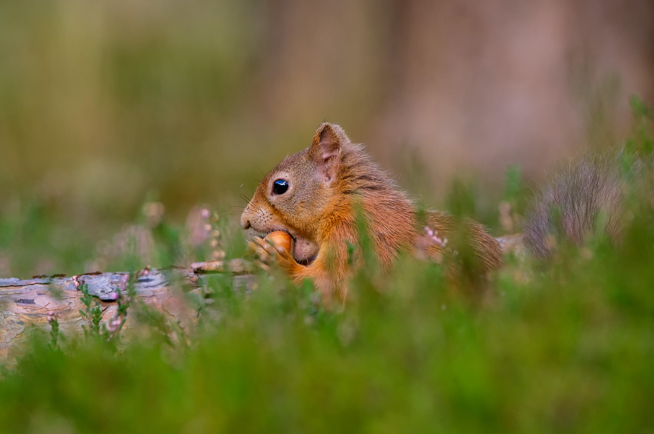 Red_Squirrel_DSCF1508.jpg