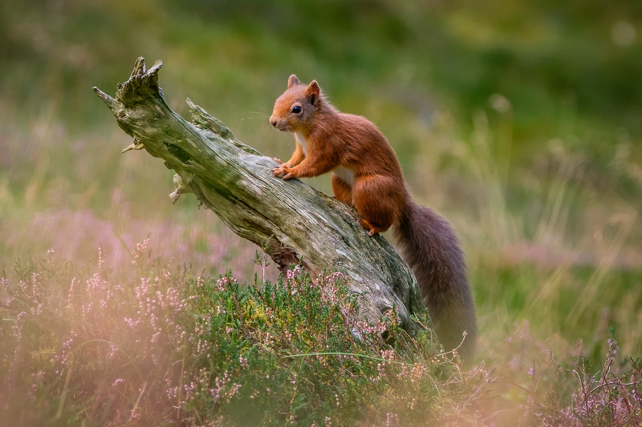 Red Squirrel - Cairngorms Scotland