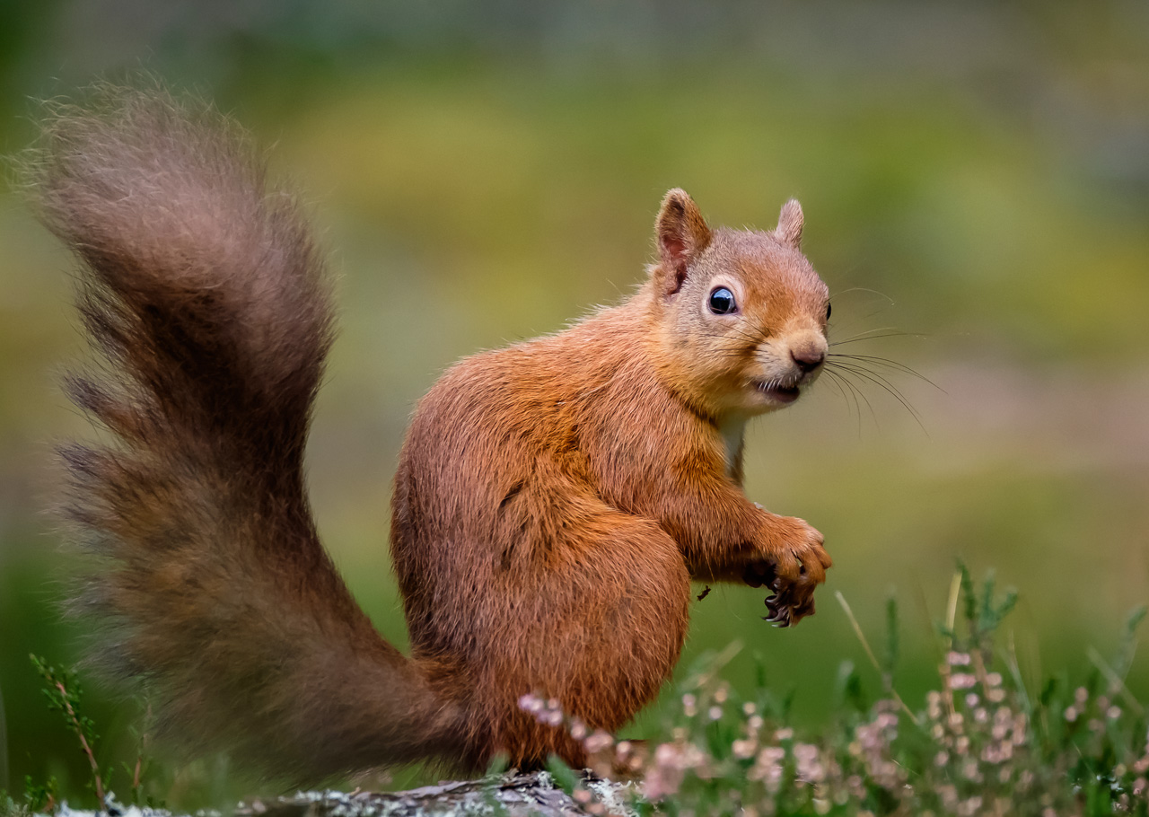 Red Squirrel - Scotland