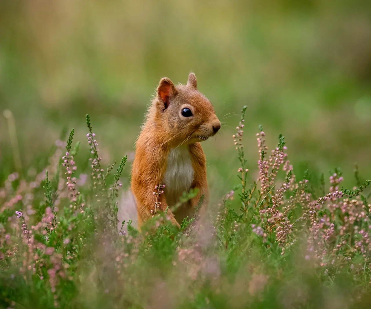 Red Squirrel in the heather Scotland