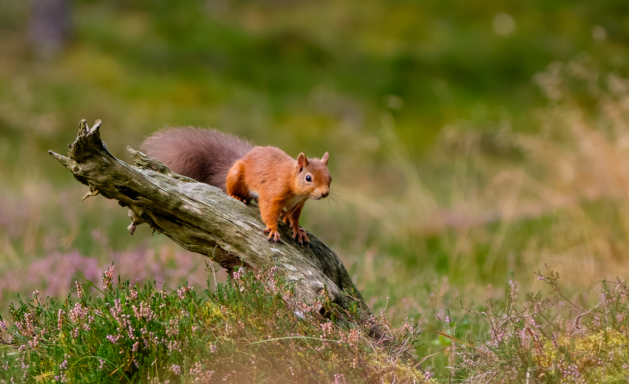 Red Squirrel Cairngorms Scotland