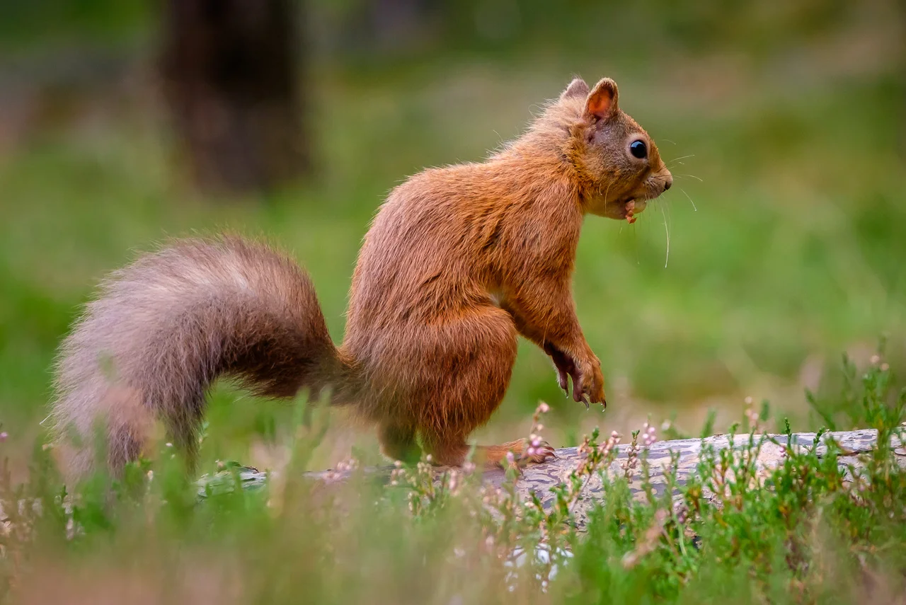 Red Squirrel Scotland