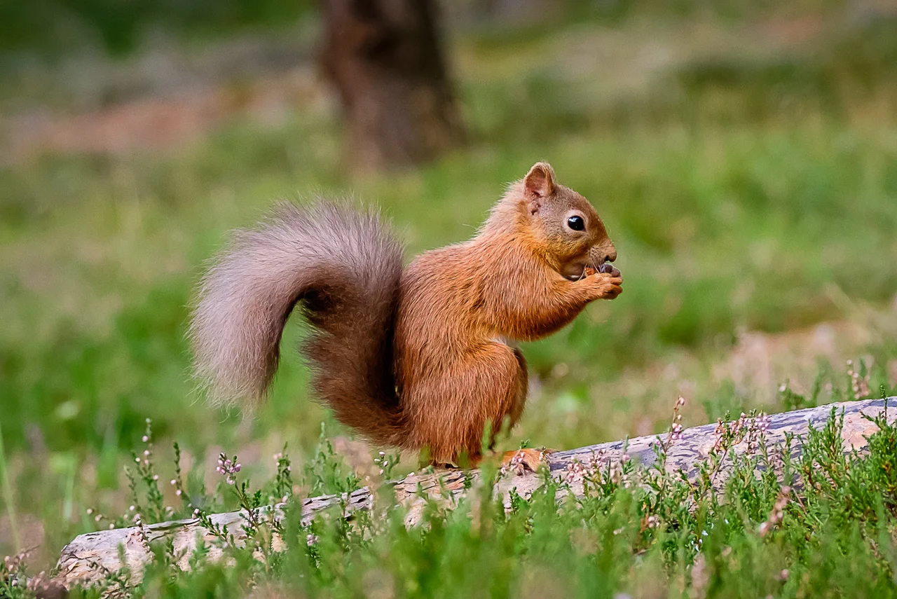 Red Squirrel Scotland Cairngorms