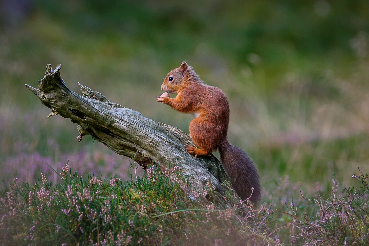 Red Squirrel Cairngorms