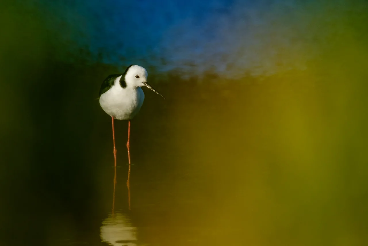 Stilt_4521_271216.jpg