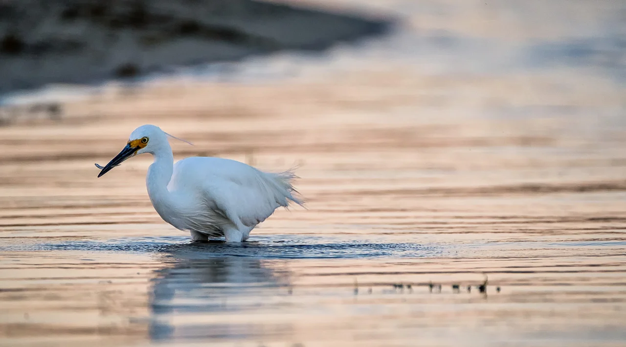 Little Egret