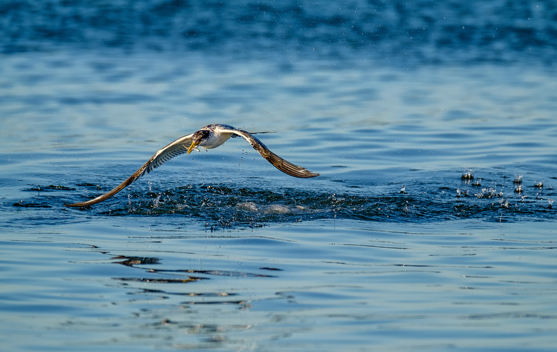 Tern Fishing