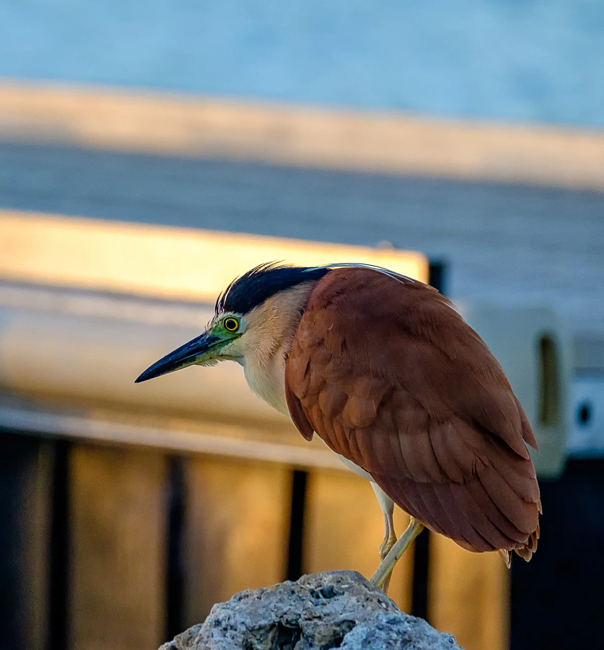 Nankeen Night Heron