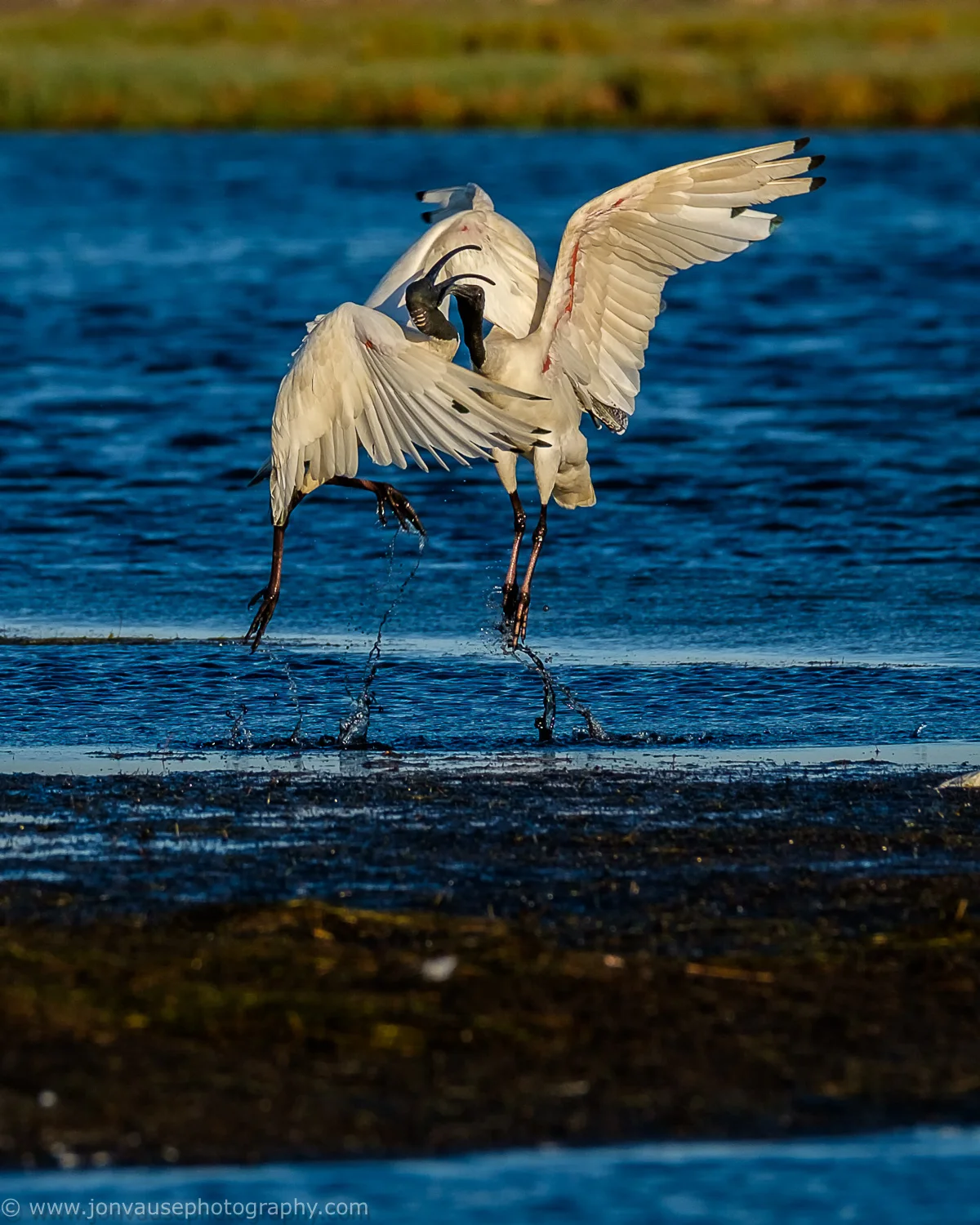 Ibis Argument Creery Wetlands