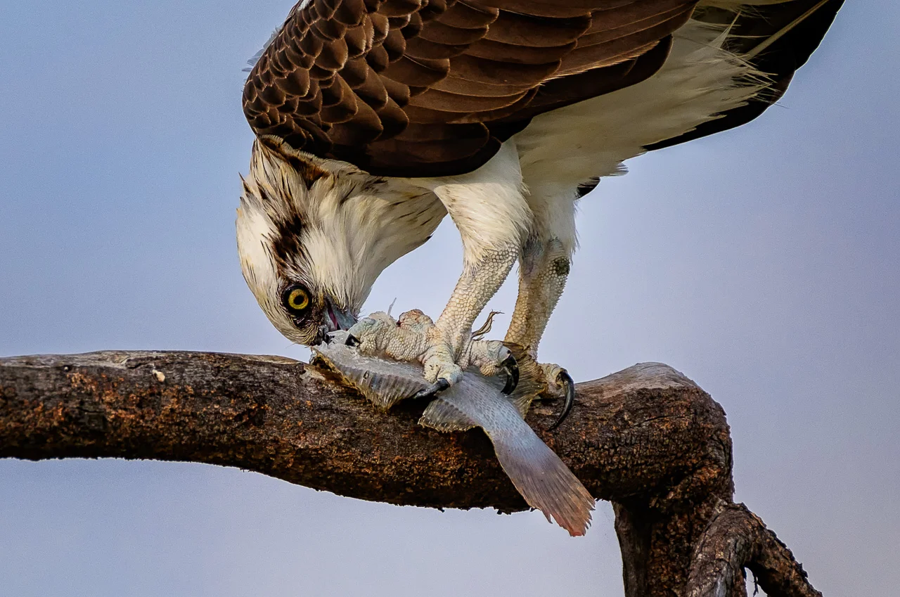 Osprey with catch