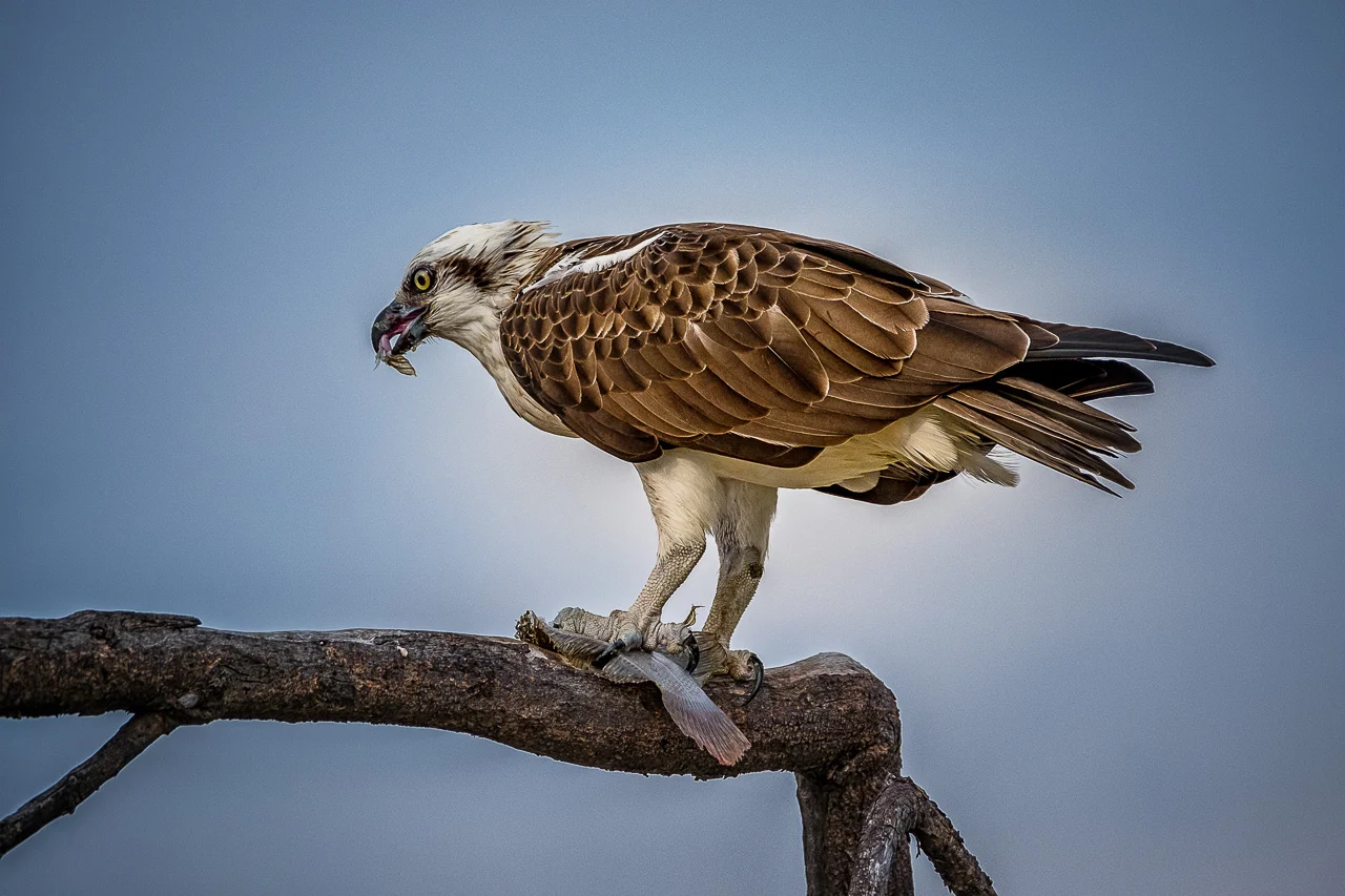 Osprey feeding