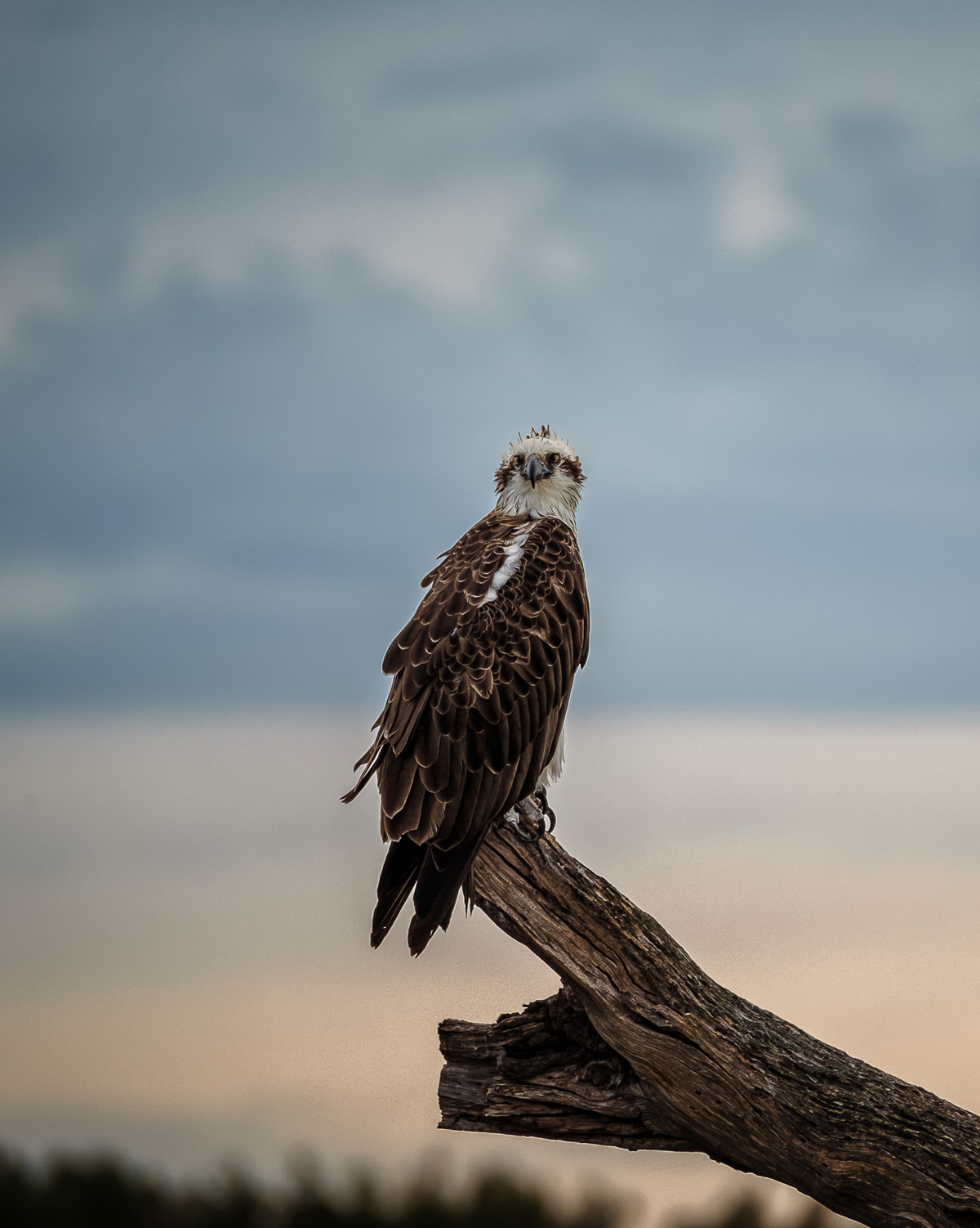 Osprey at Sunset