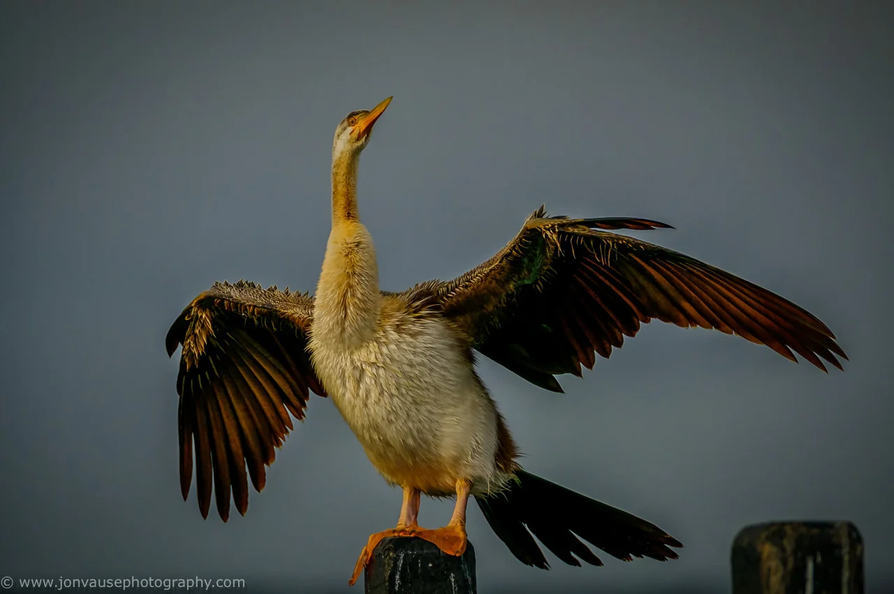 Australian Darter