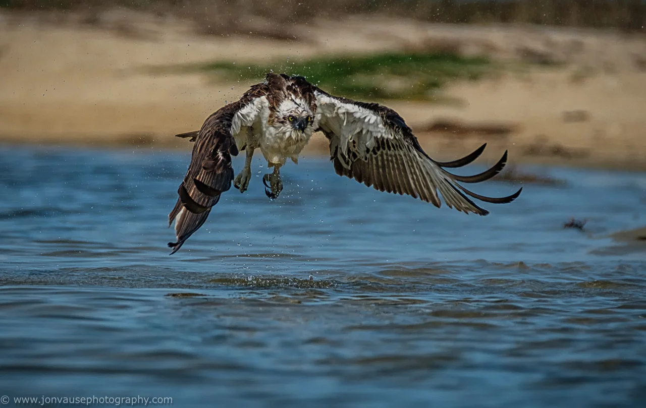 Osprey take off - Peel Estuary