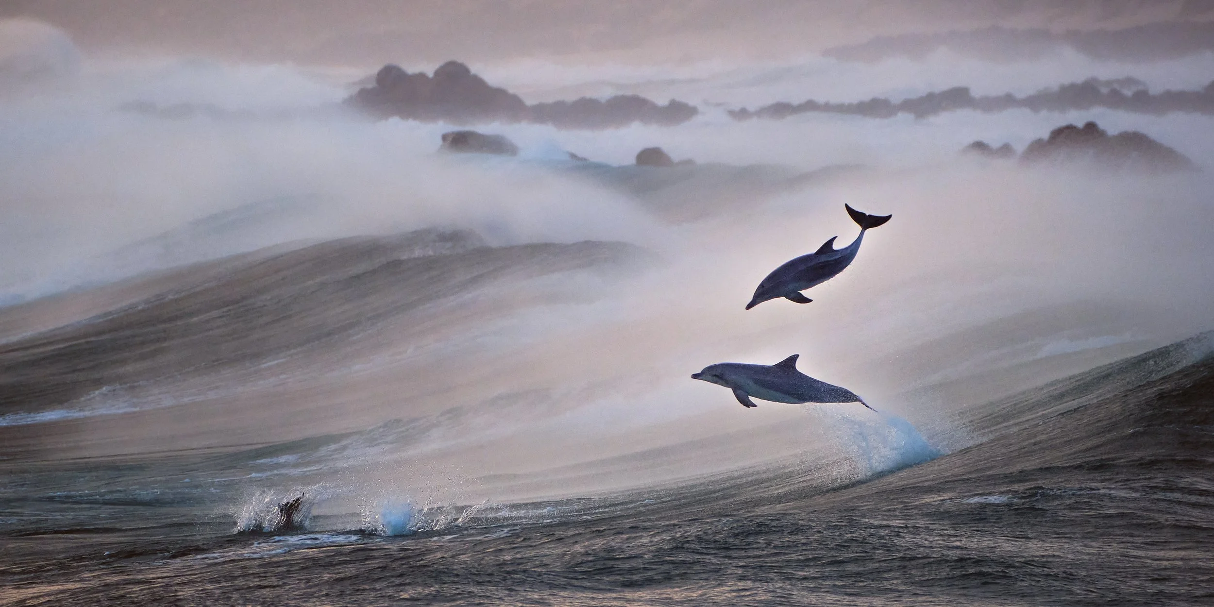Wild Leap - finalist in Australian Geographic Nature Photographer of the Year 2024.