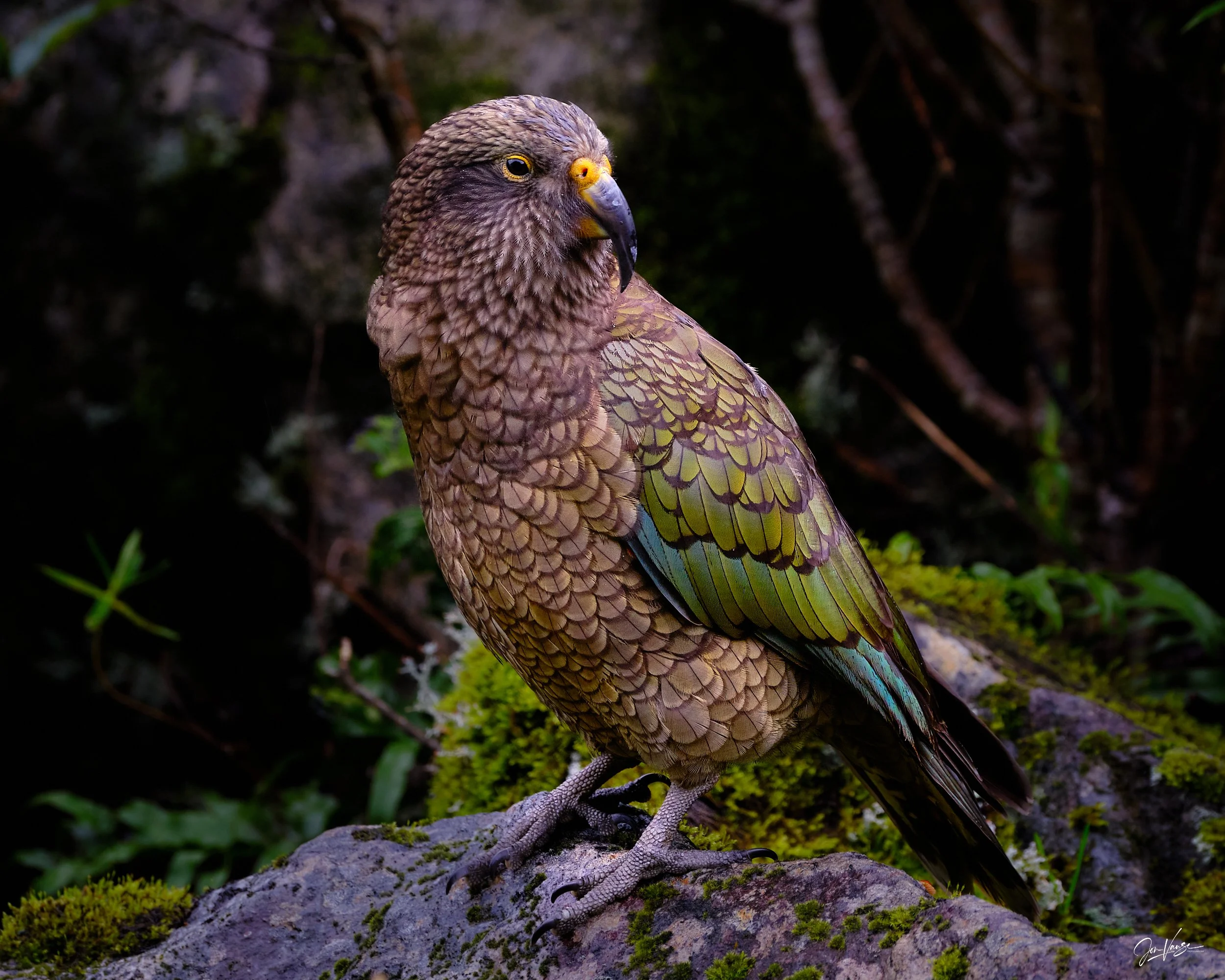 Kea_Web Gallery - JPEG(2500px)__DSCF4260.jpg