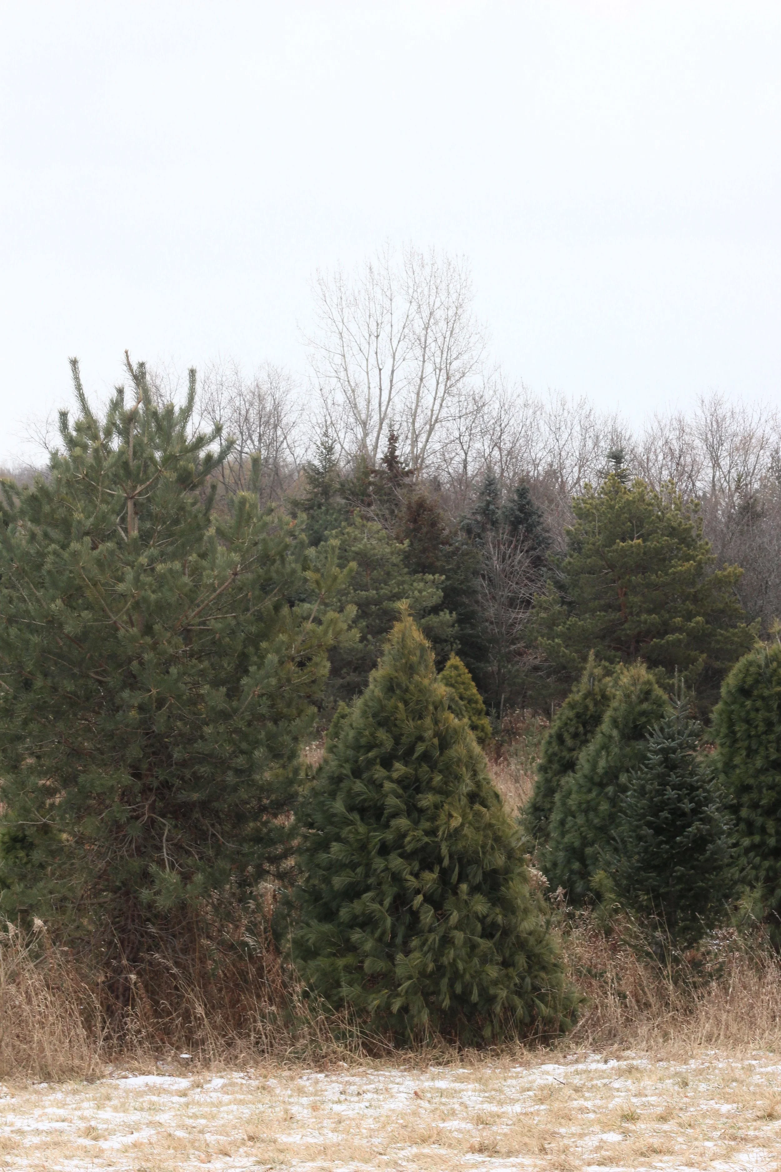 IMG_3977_Fotor.jpg