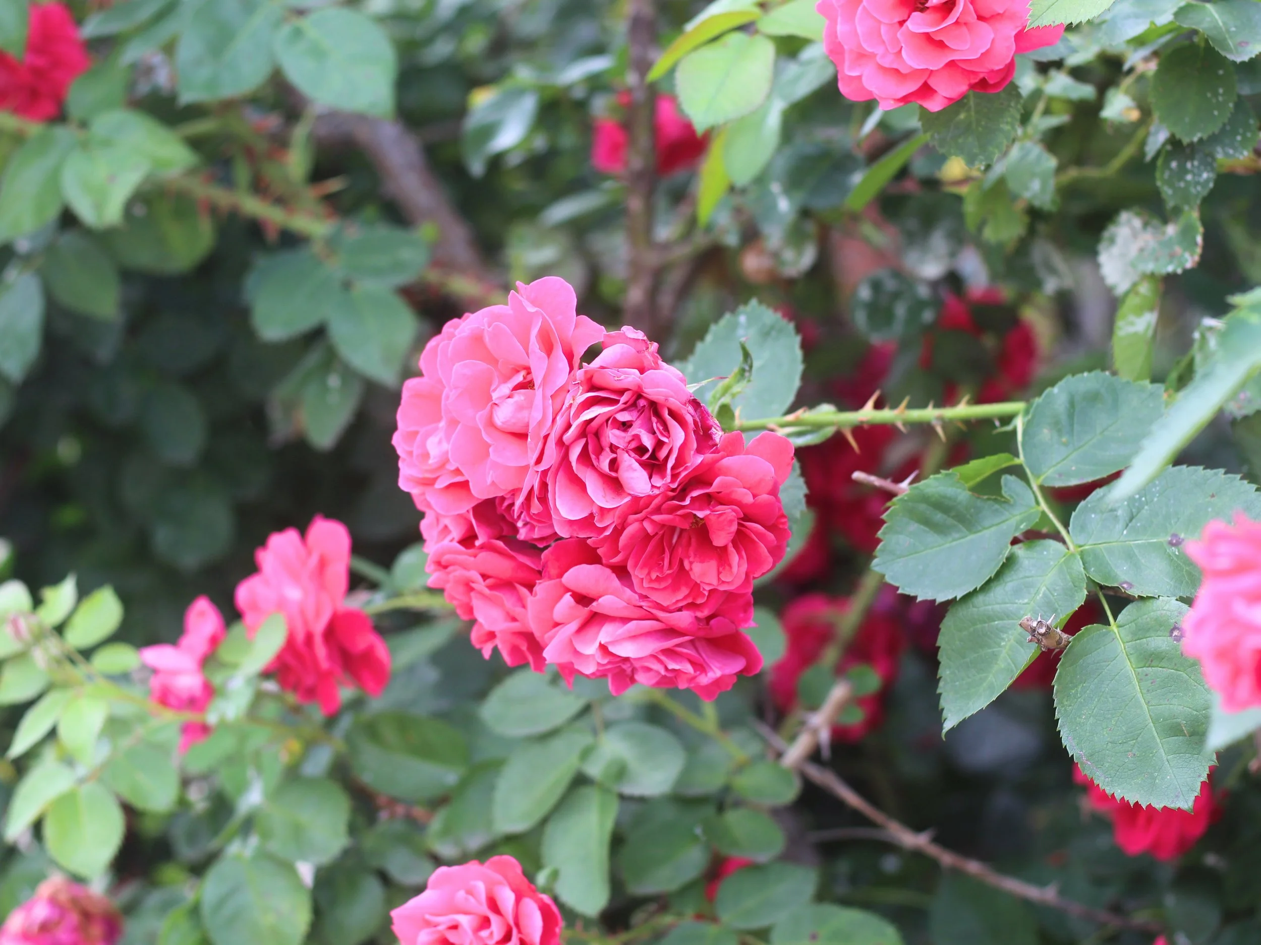 IMG_3224_Fotor.jpg