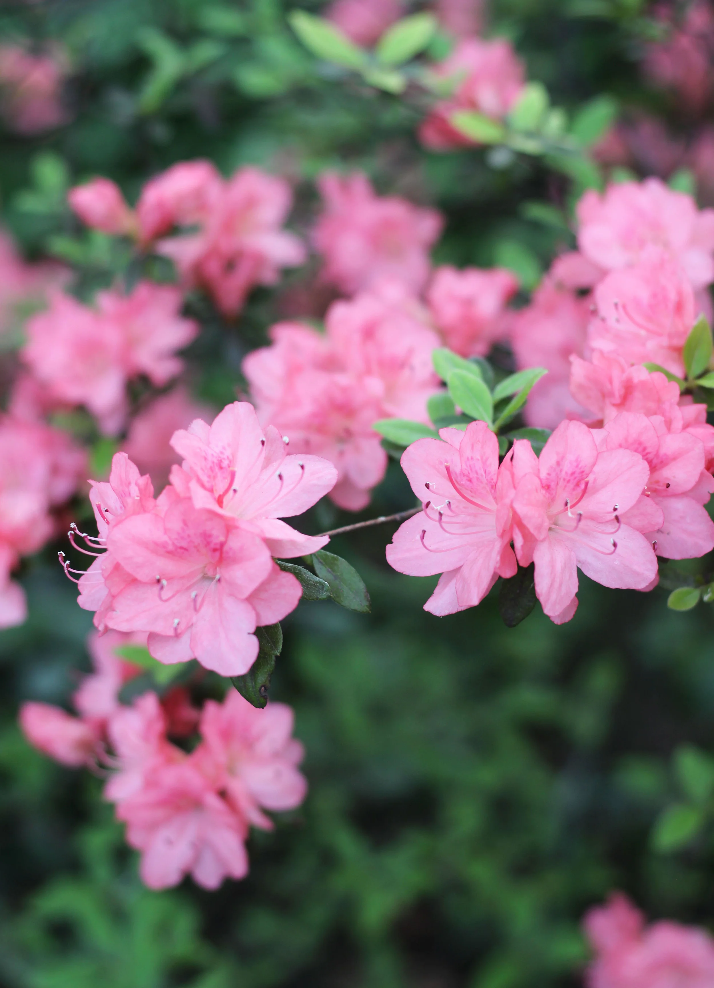 flowers1.jpg