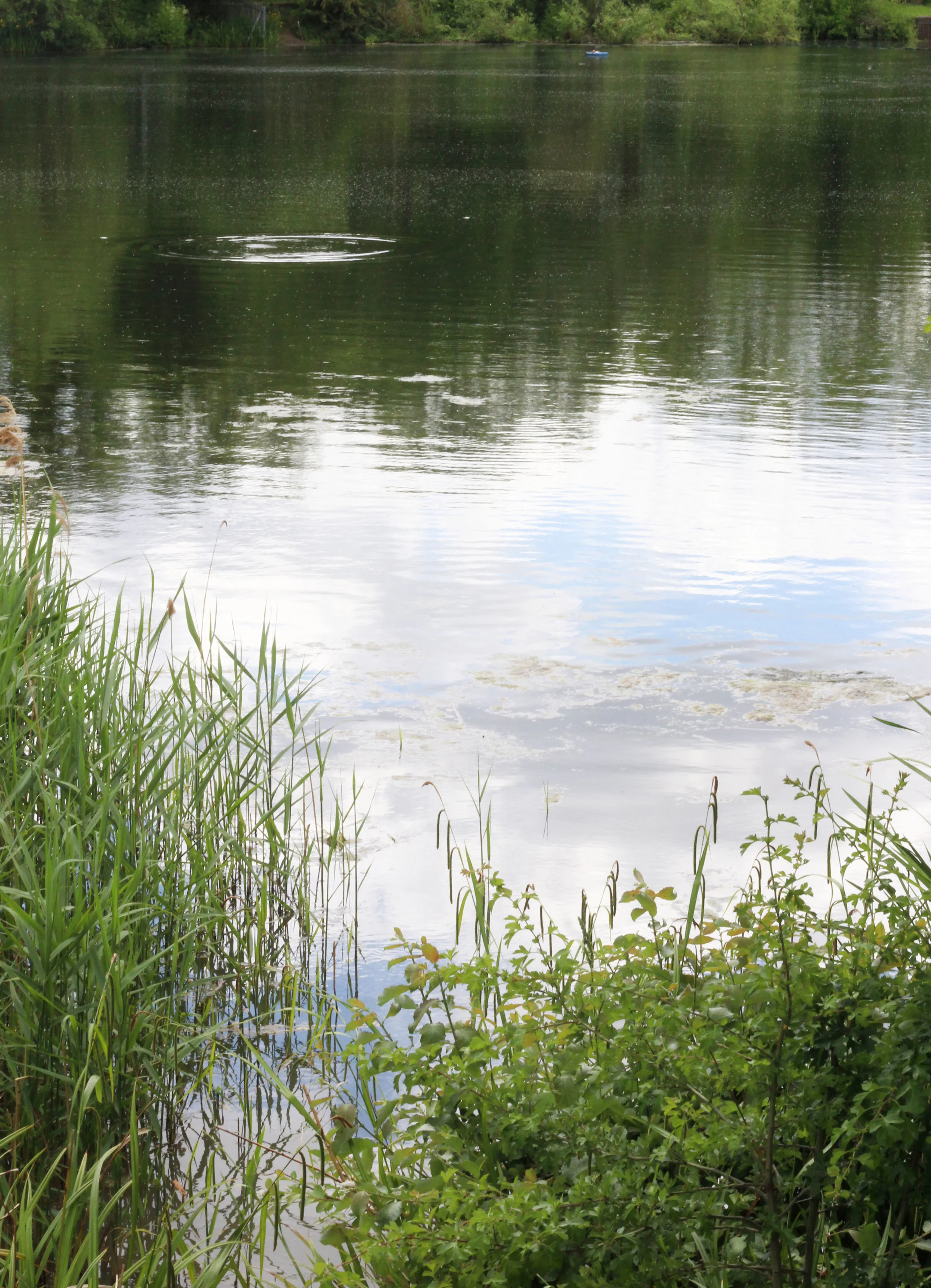 trees-pond.jpg