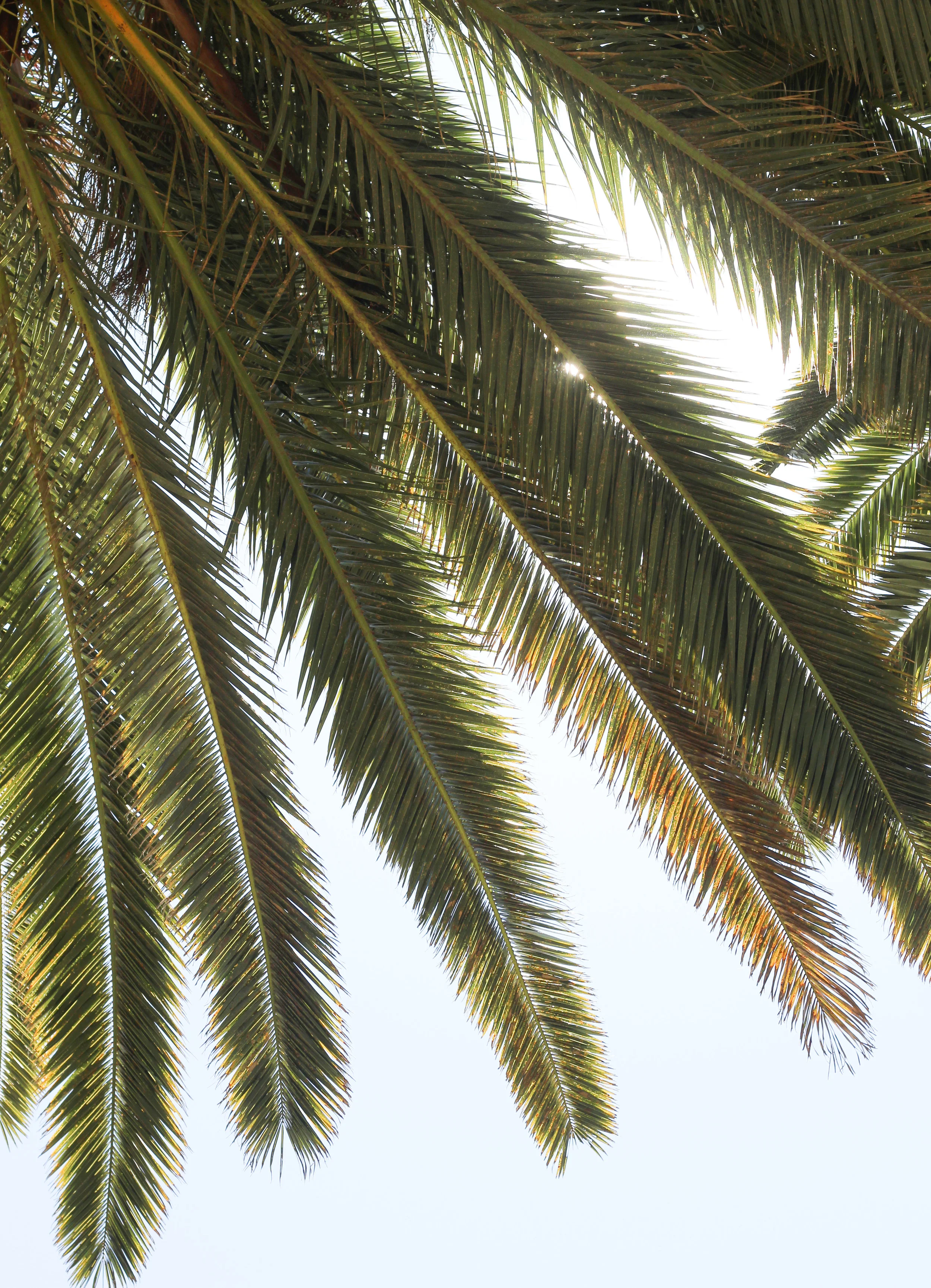 palmtree.jpg