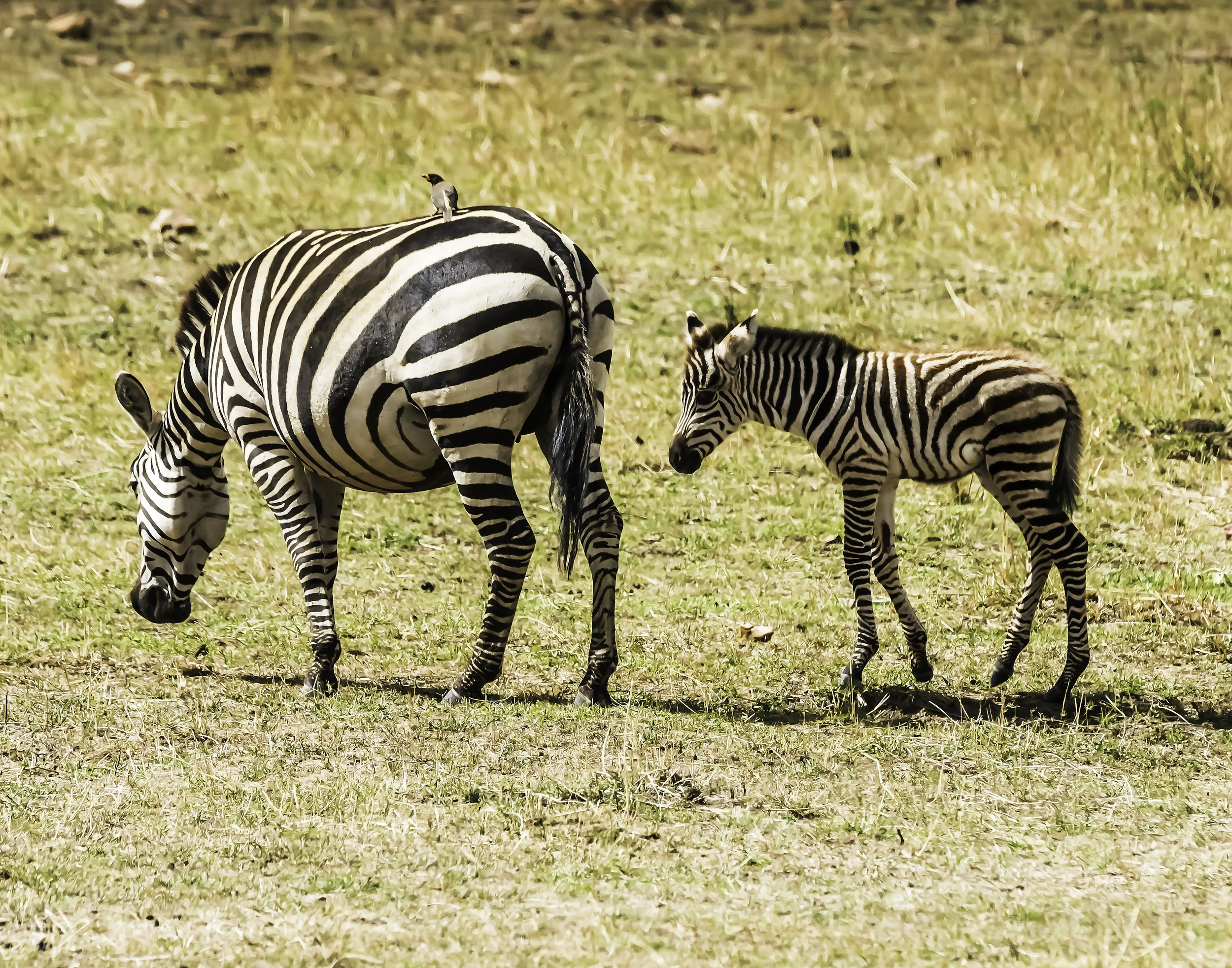 Mother and Zebra colt with rider