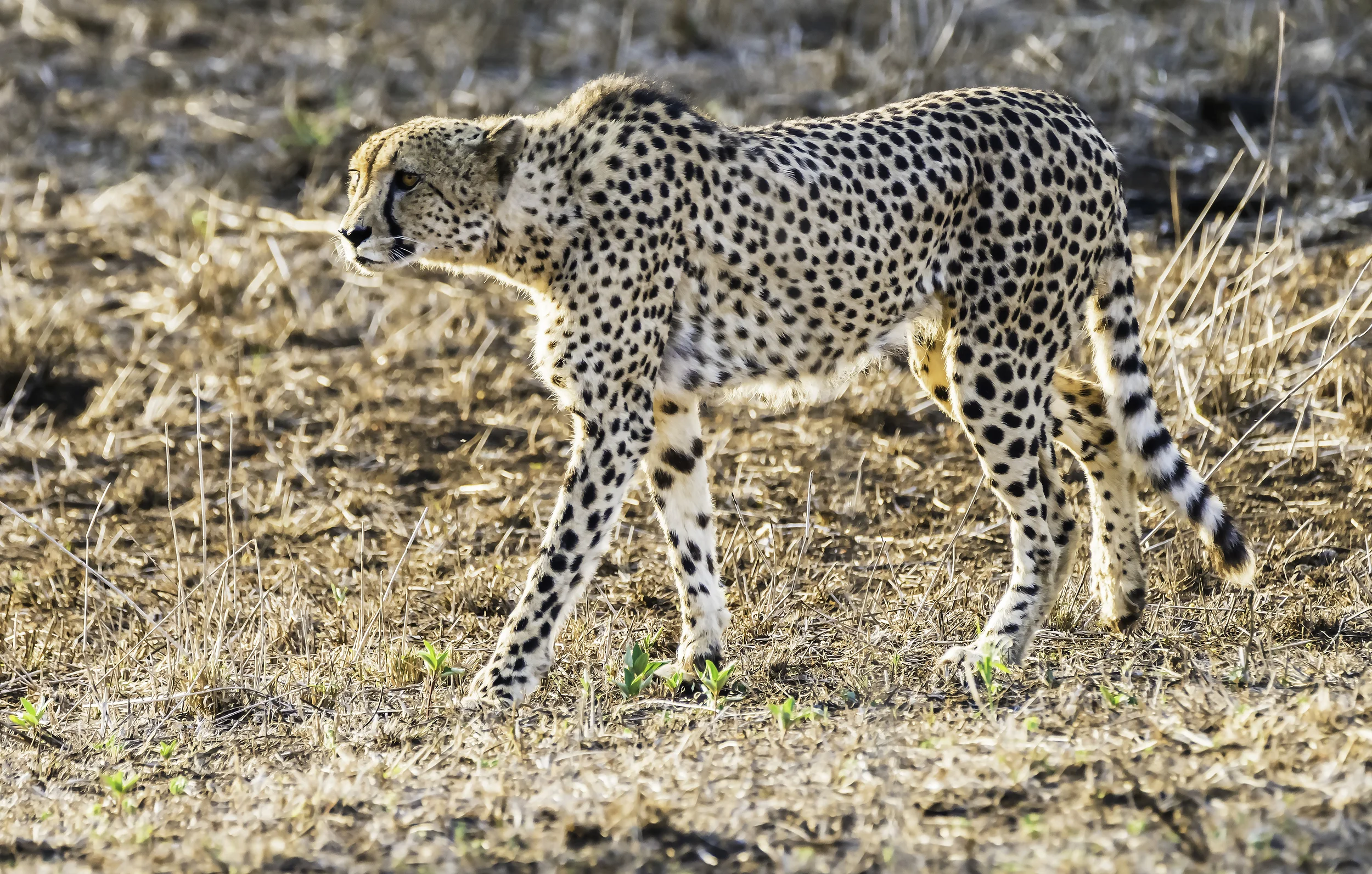 Cheetah hunting, S Africa