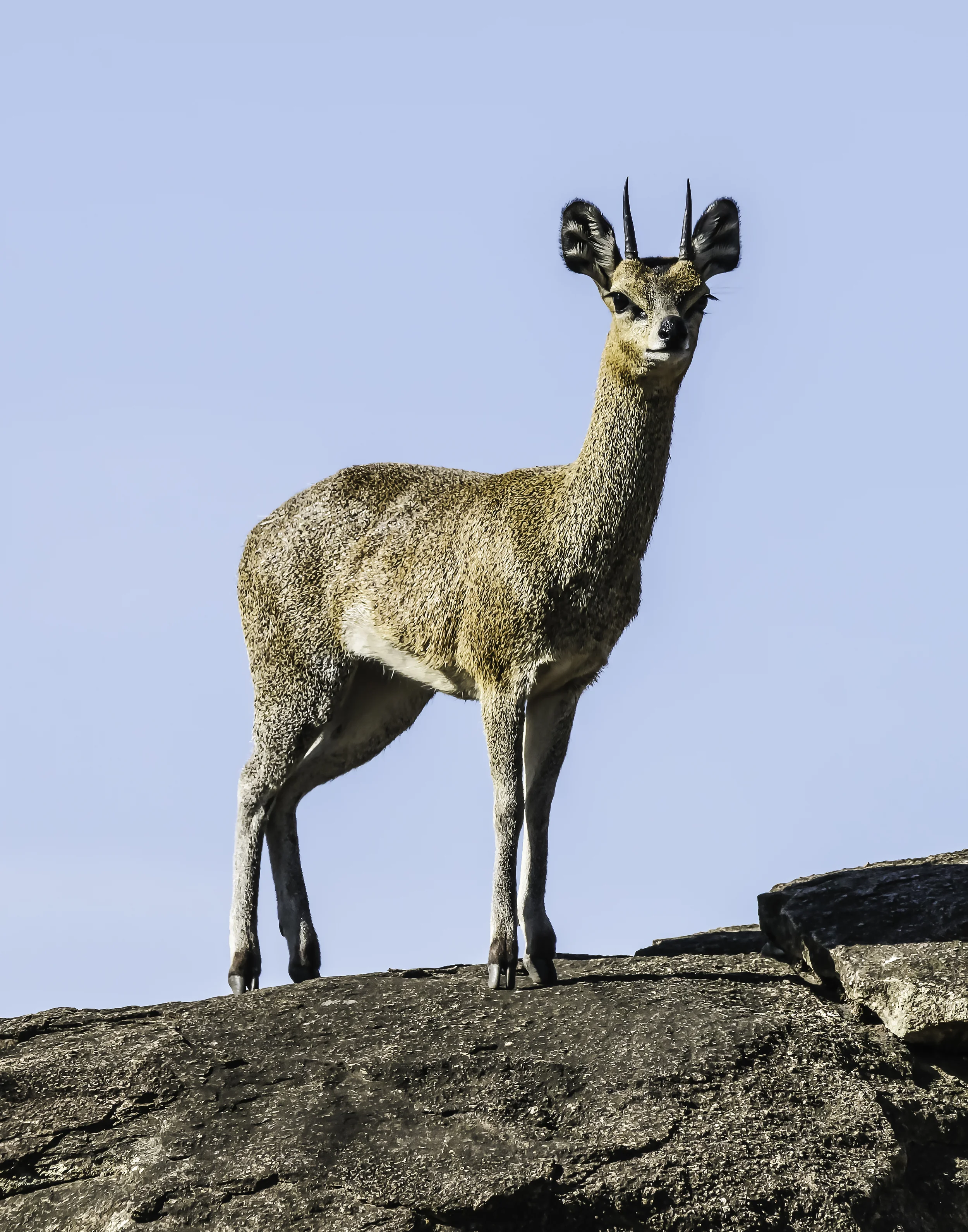 Klipspringer, Tanzania
