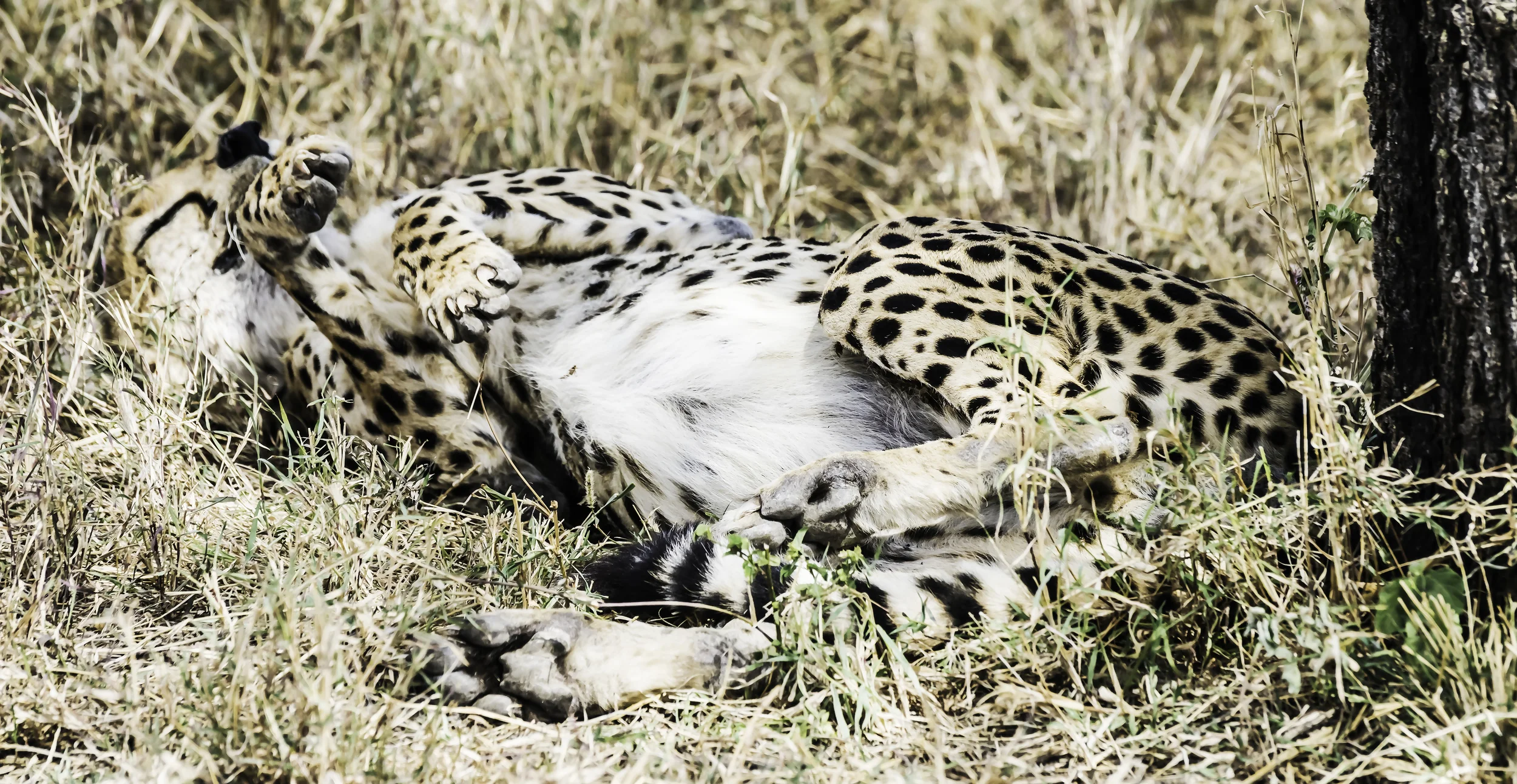 Cheetah Rollover