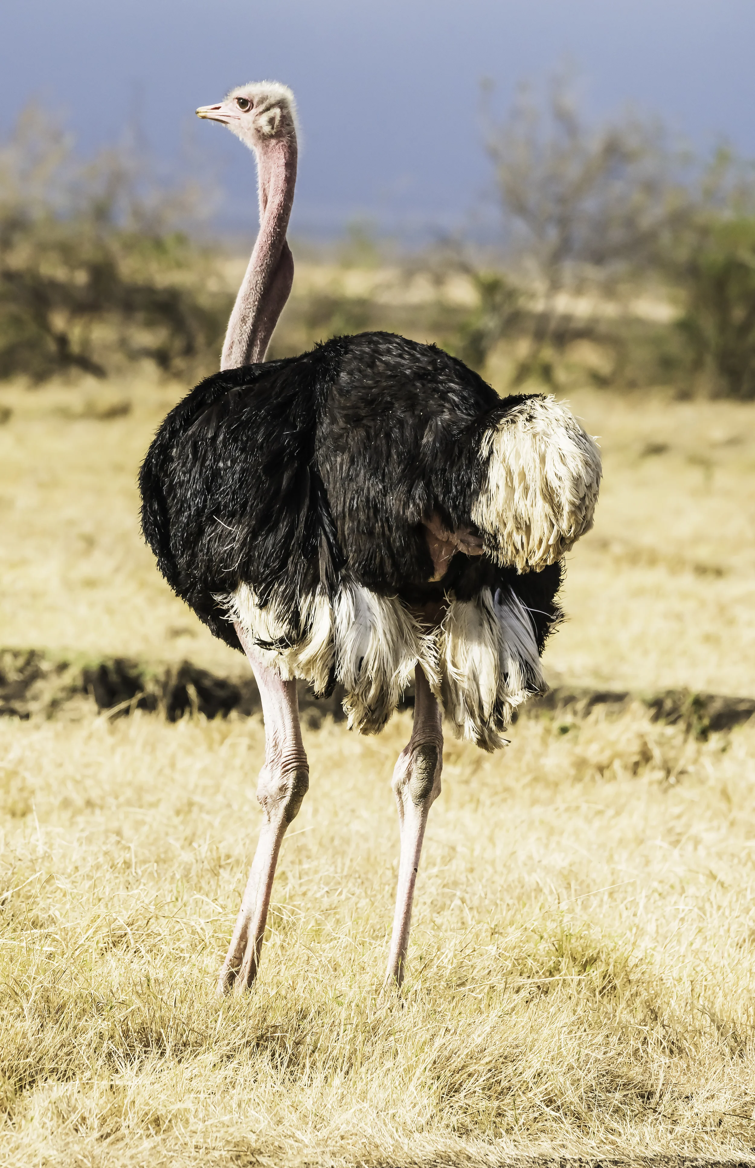 Male Ostrich, interested in mating