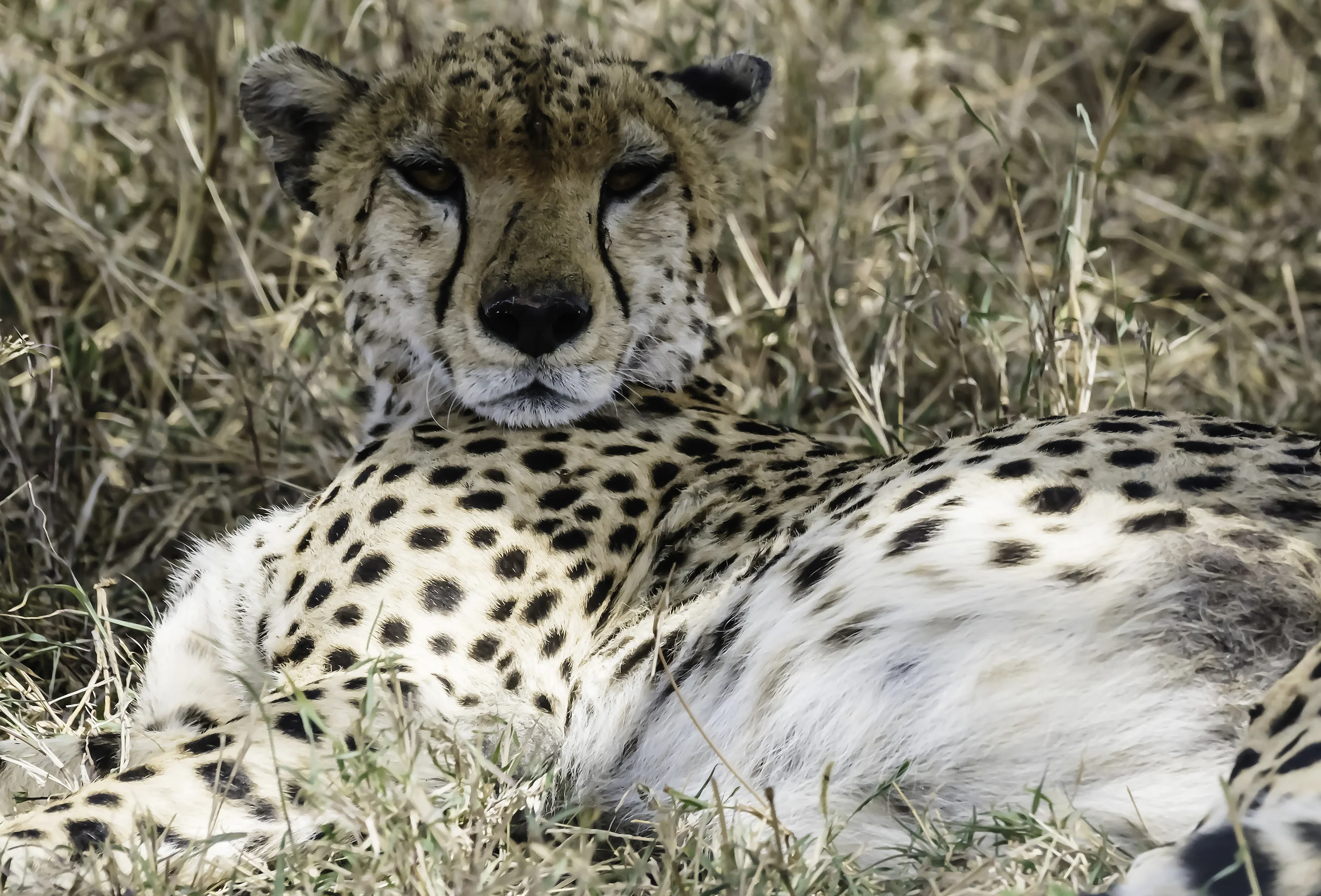 Cheetah