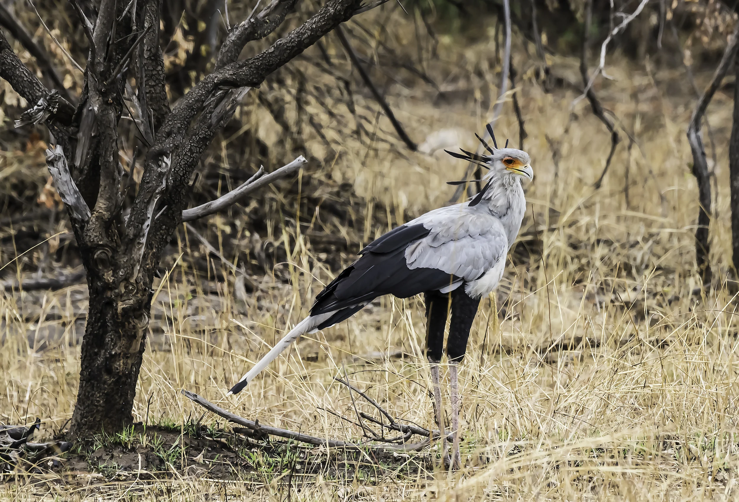 Secretary Bird