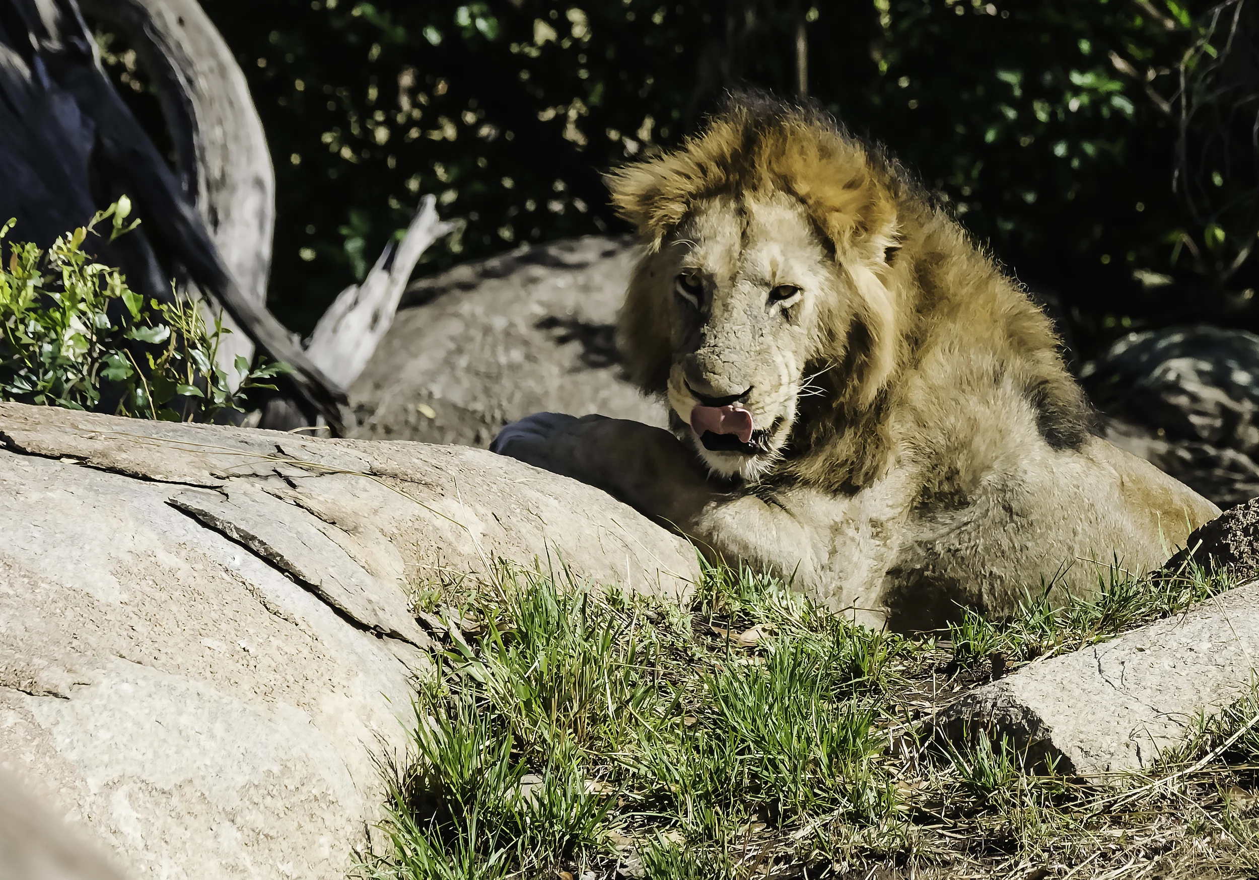 Male Lion