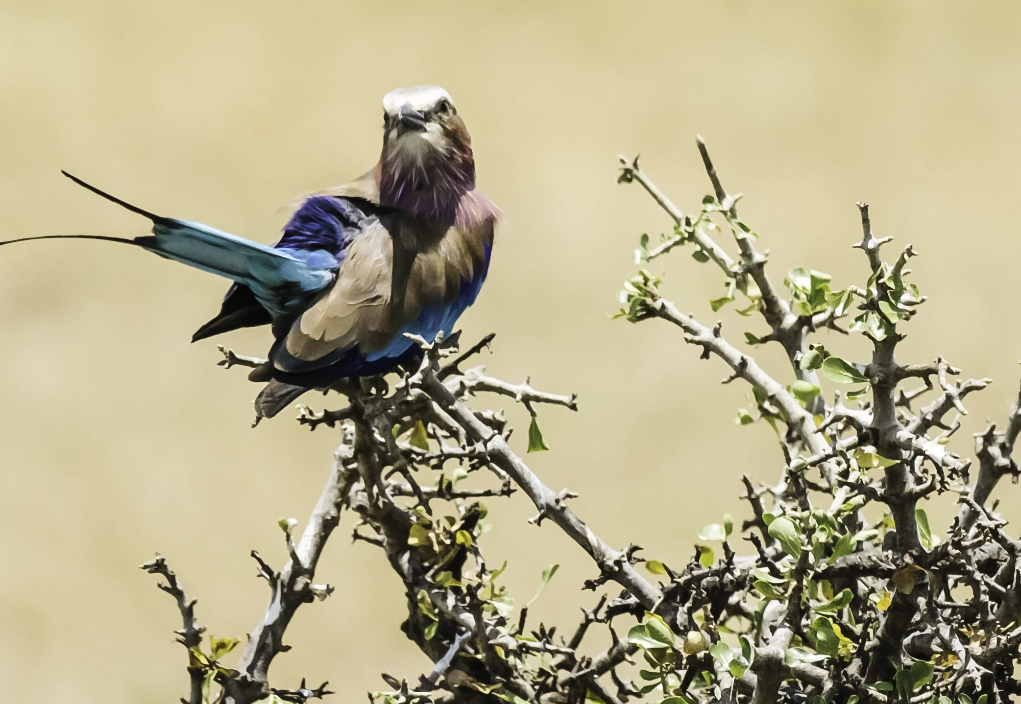 Lilac Crested Roller