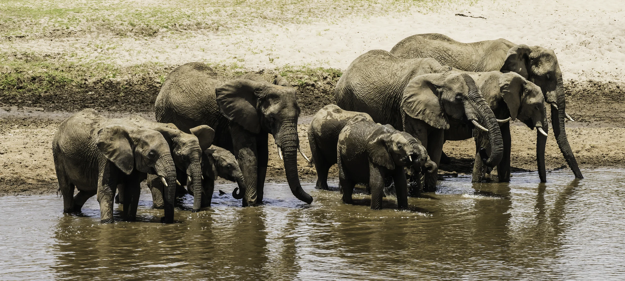 Lions at the Mara River, Serengeti