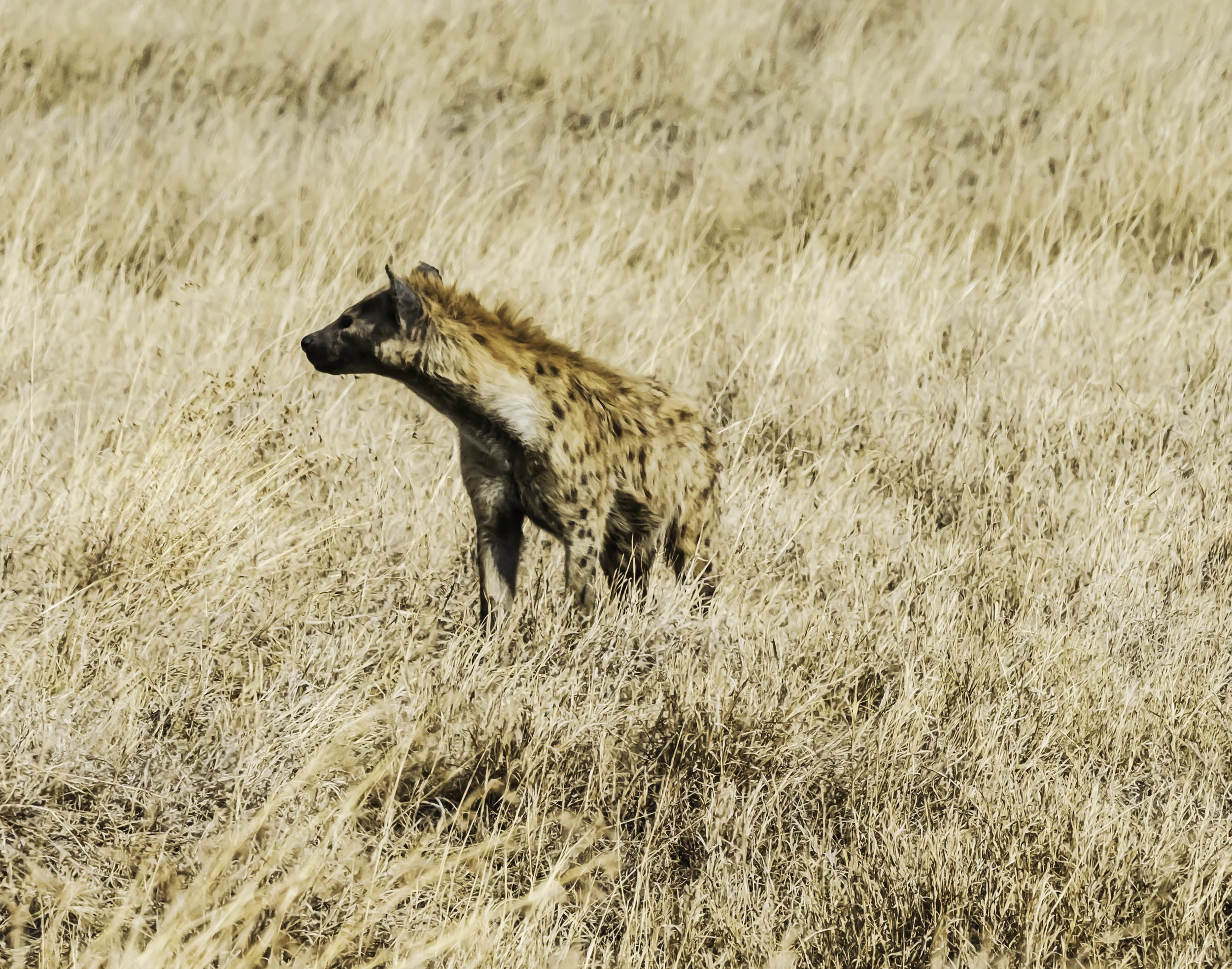 Spotted Hyena, Serengeti
