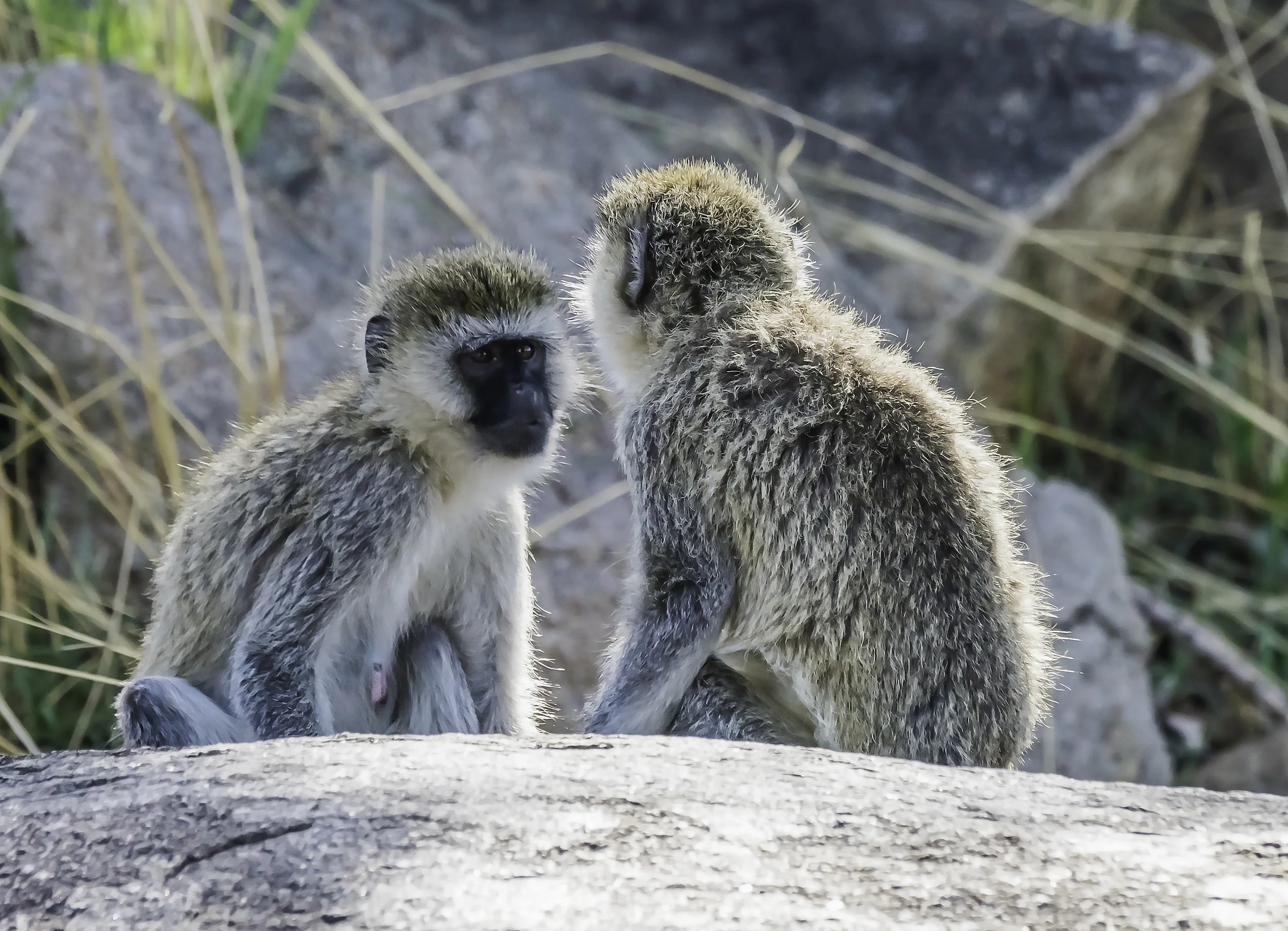 A Primate Conversation