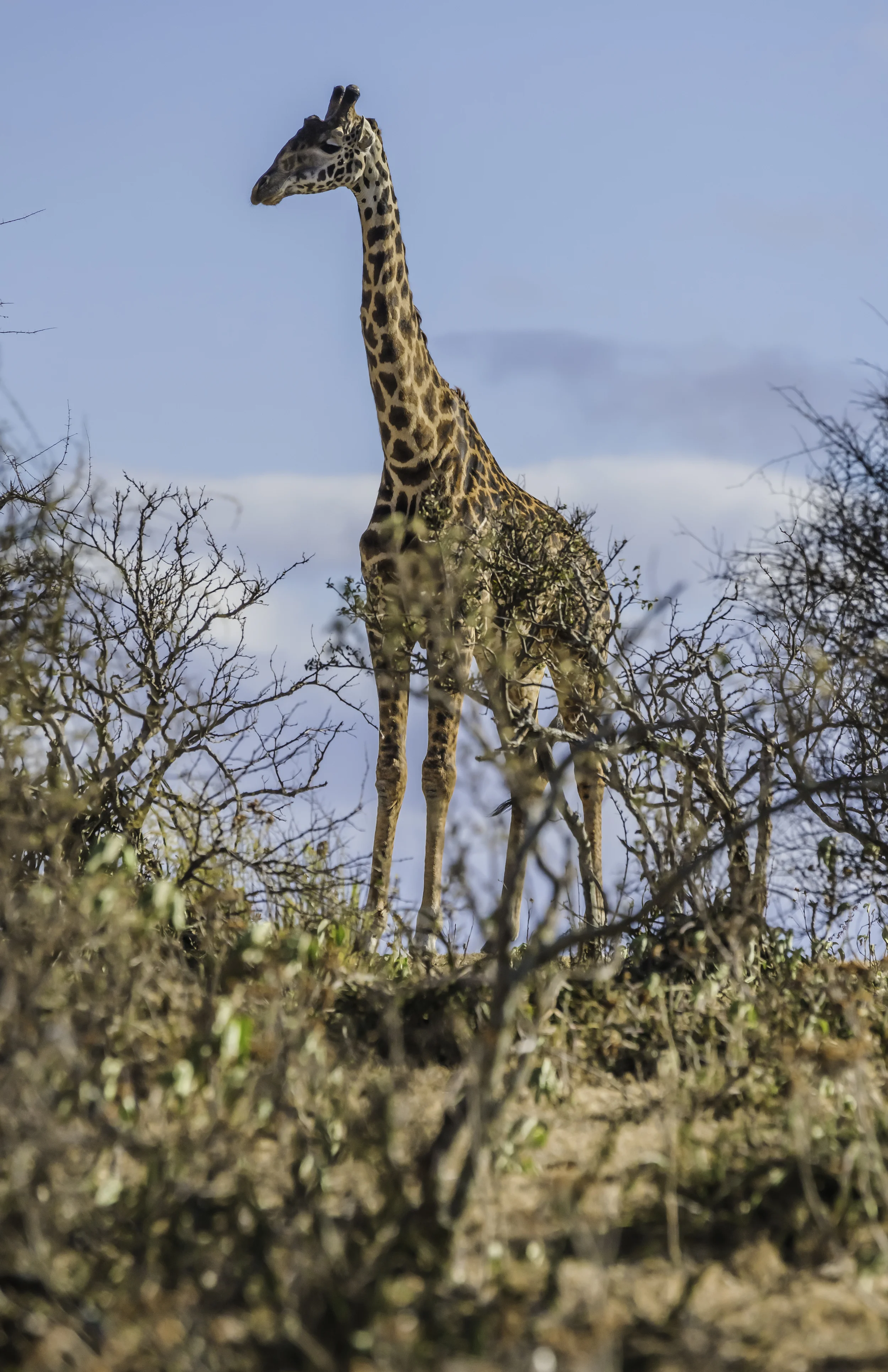 Giraffe