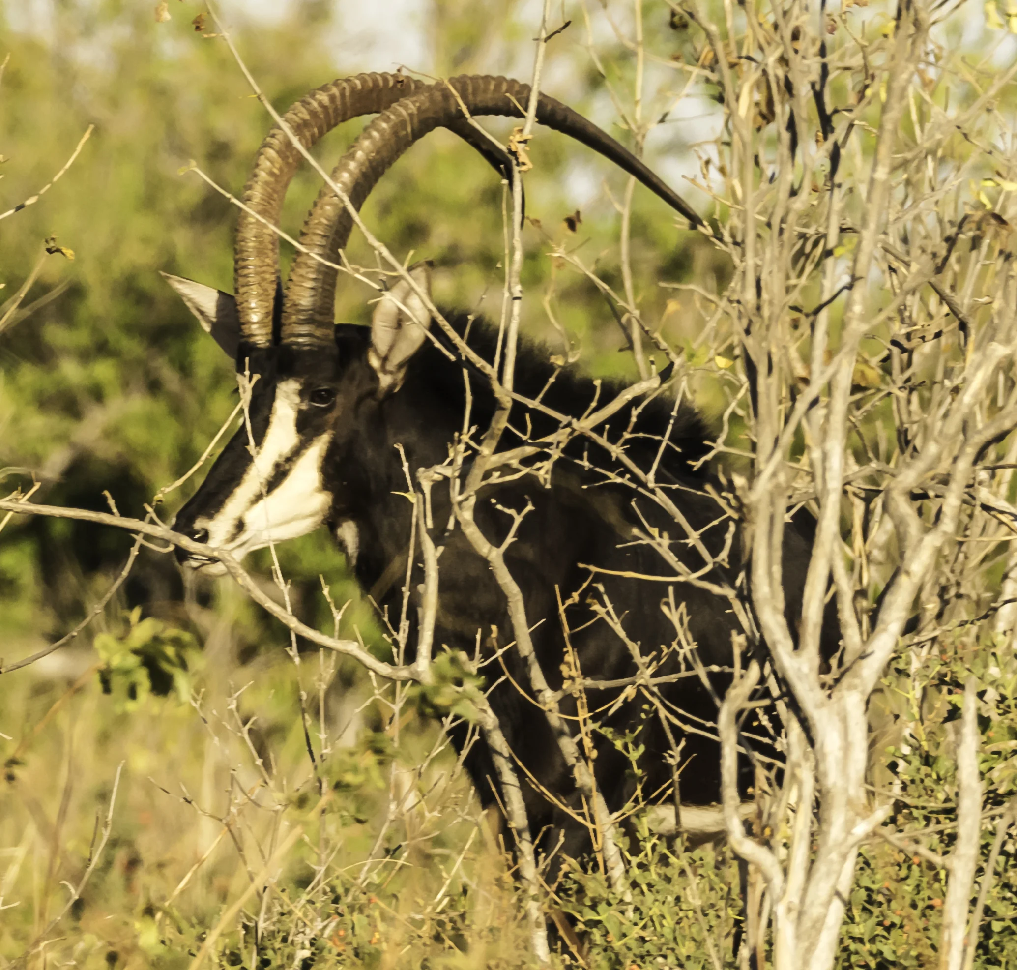 Male Sable
