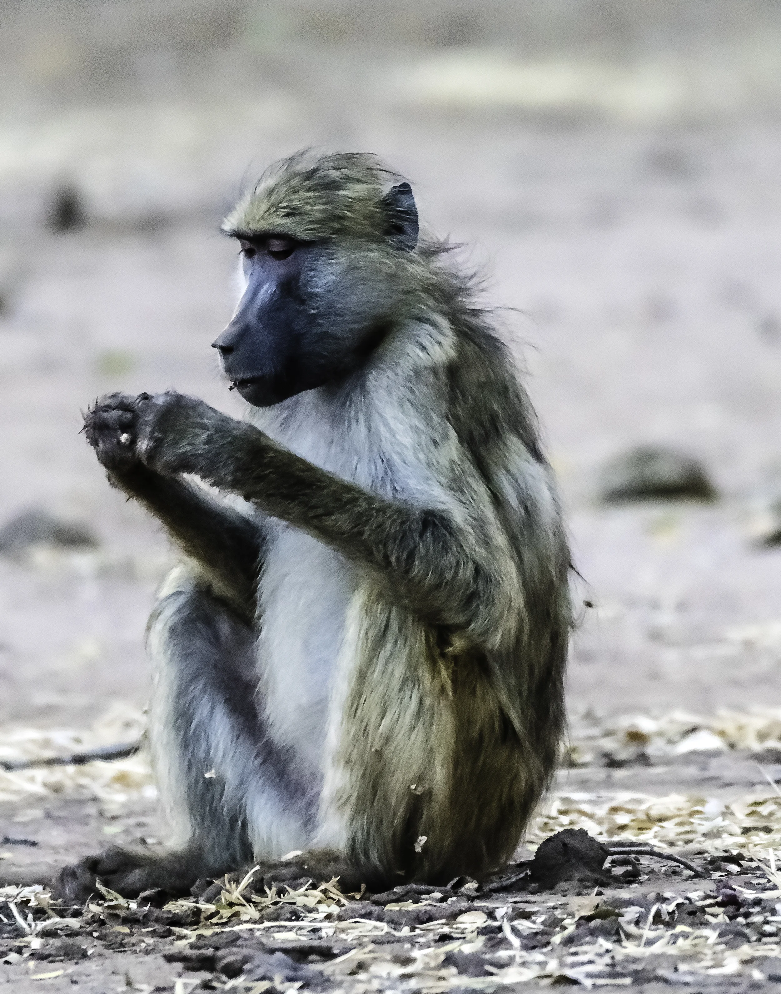 Baboon contemplating....