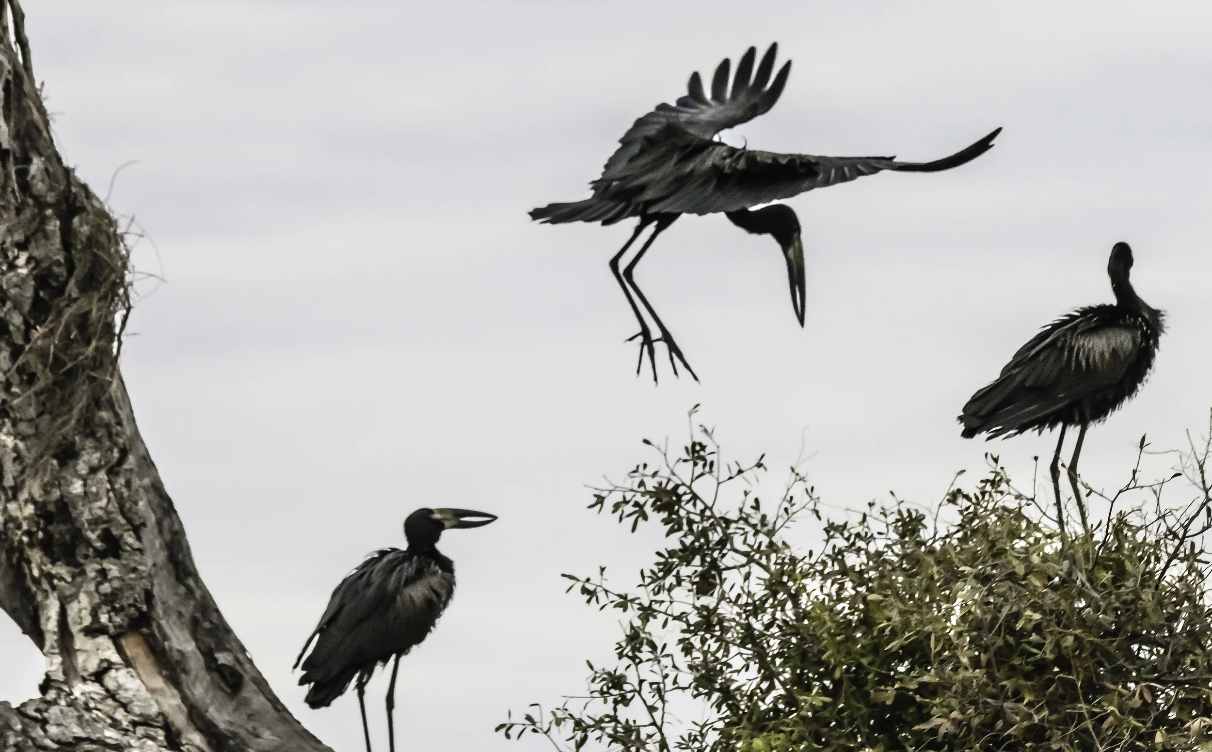 Three Fishing Birds