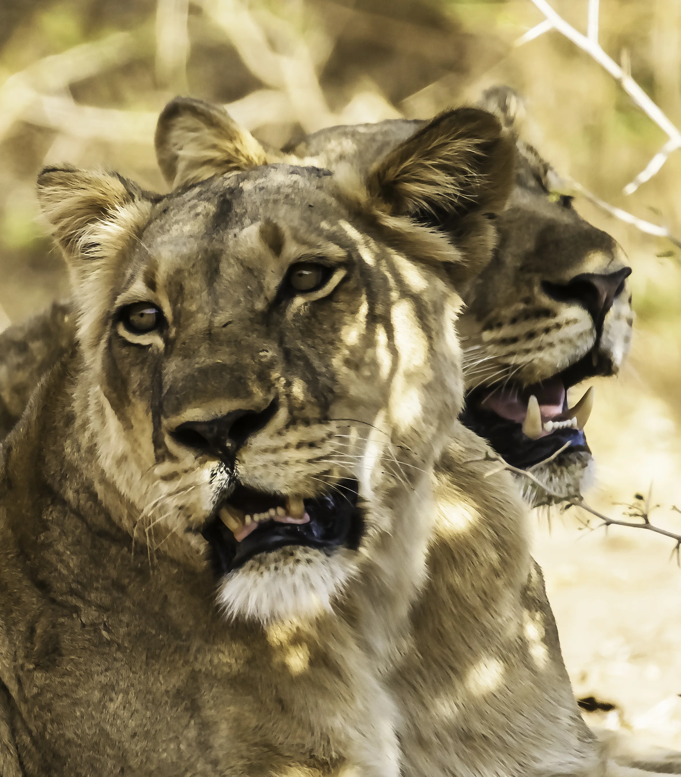 Portrait of Two Lions 2.jpg